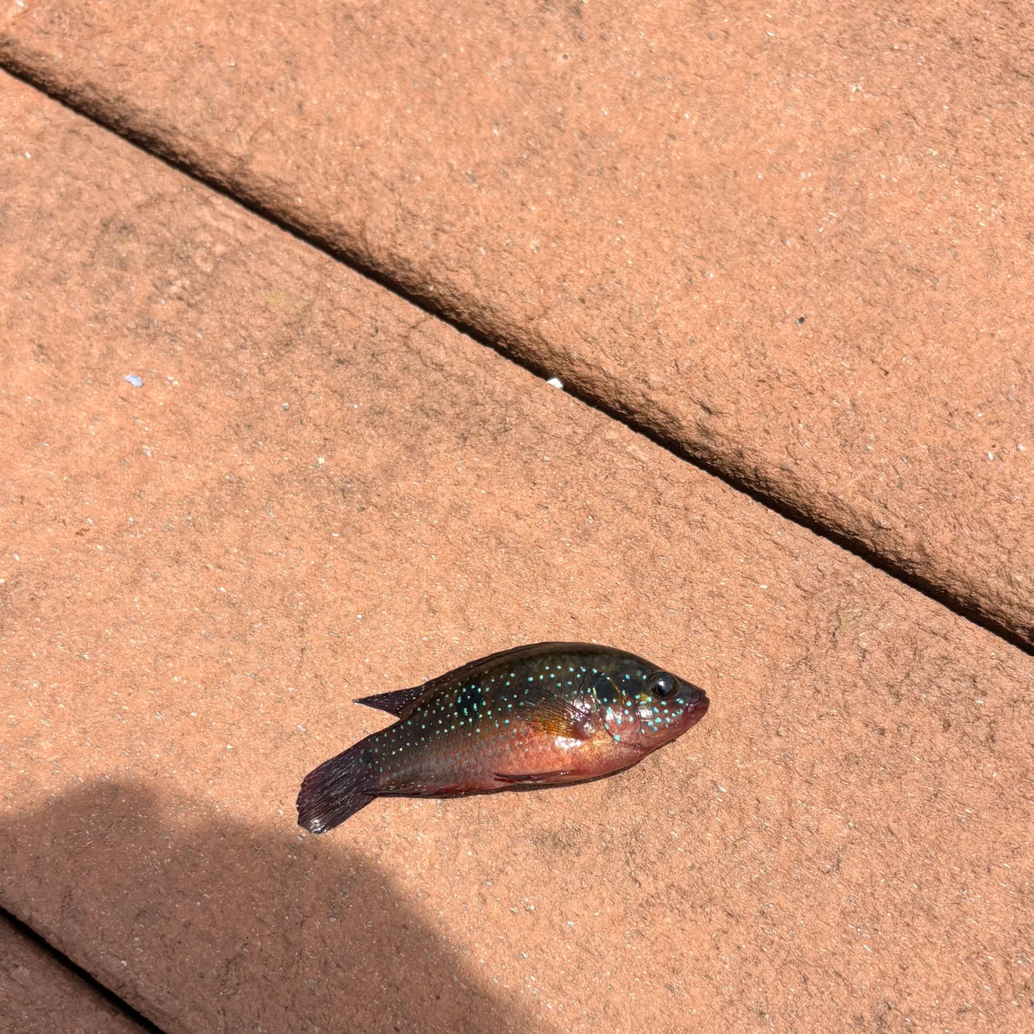 The most recent Kissing gourami catches on Fishbrain