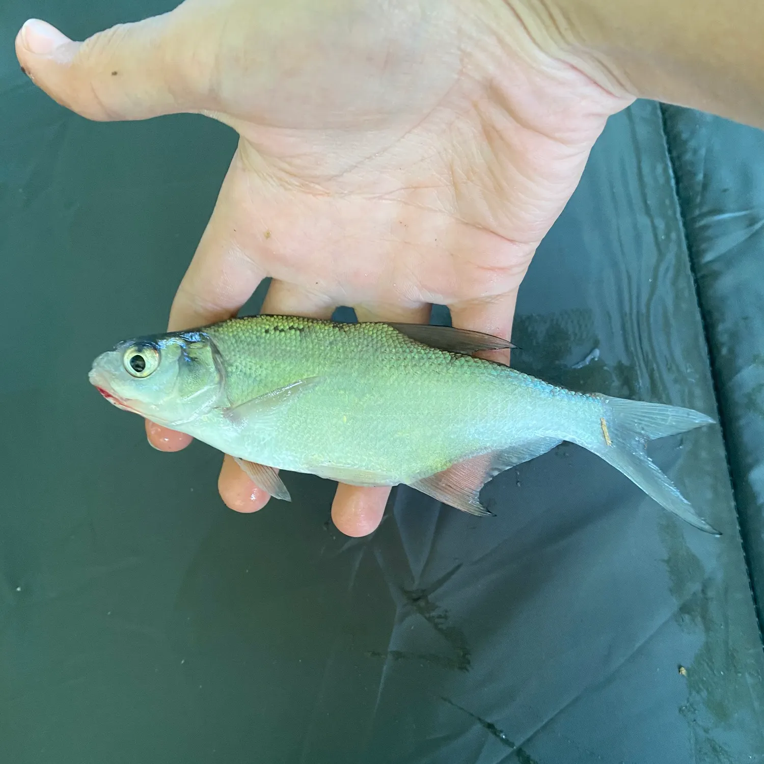 Fish caught on Fishbrain