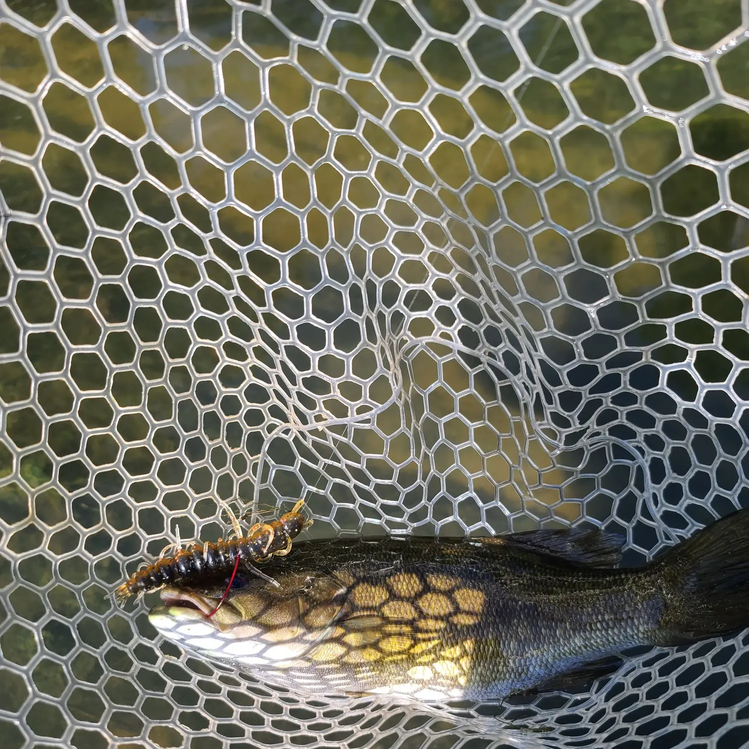 Smallmouth bass caught on Fishbrain