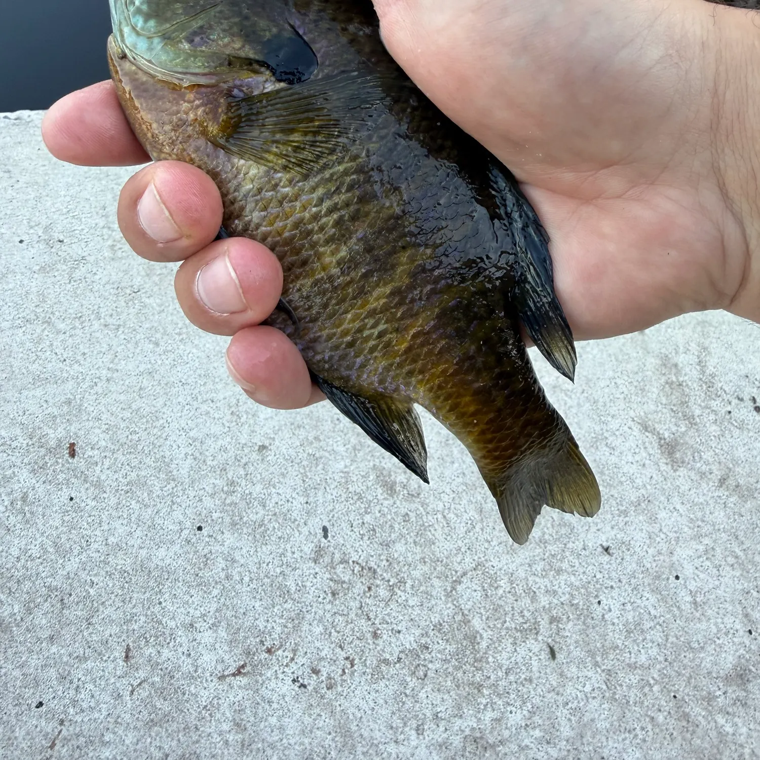 Bluegill caught on Fishbrain