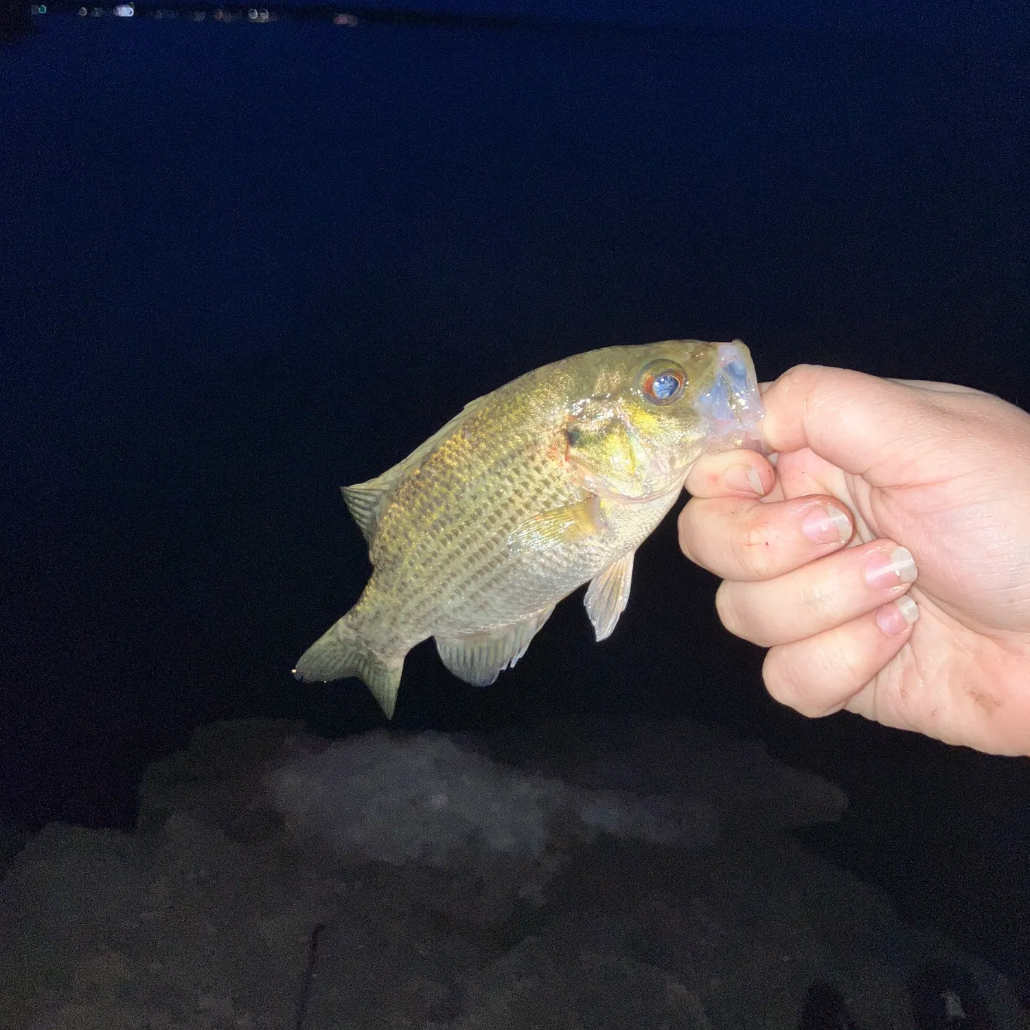 Rock bass caught on Fishbrain