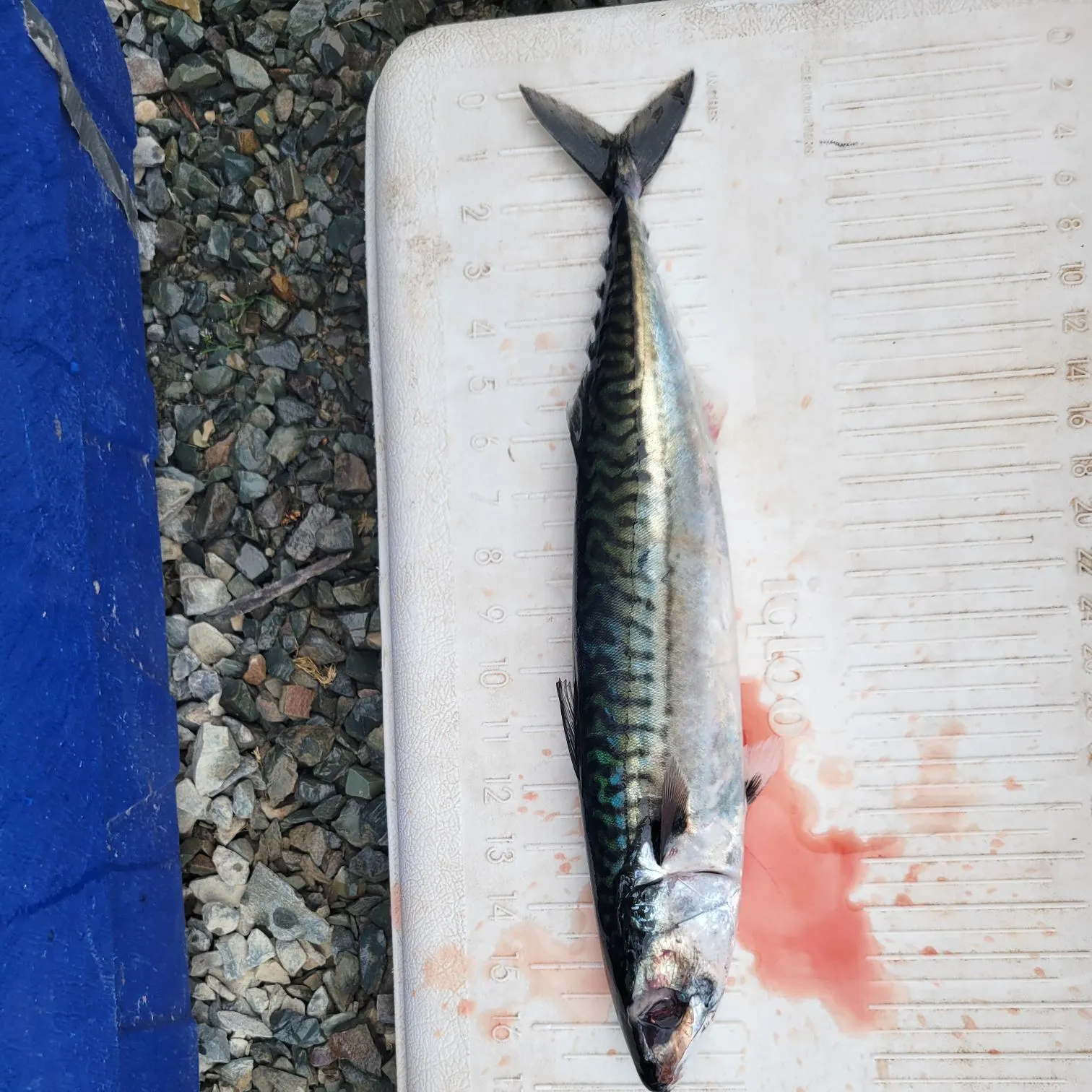 Atlantic mackerel caught on Fishbrain