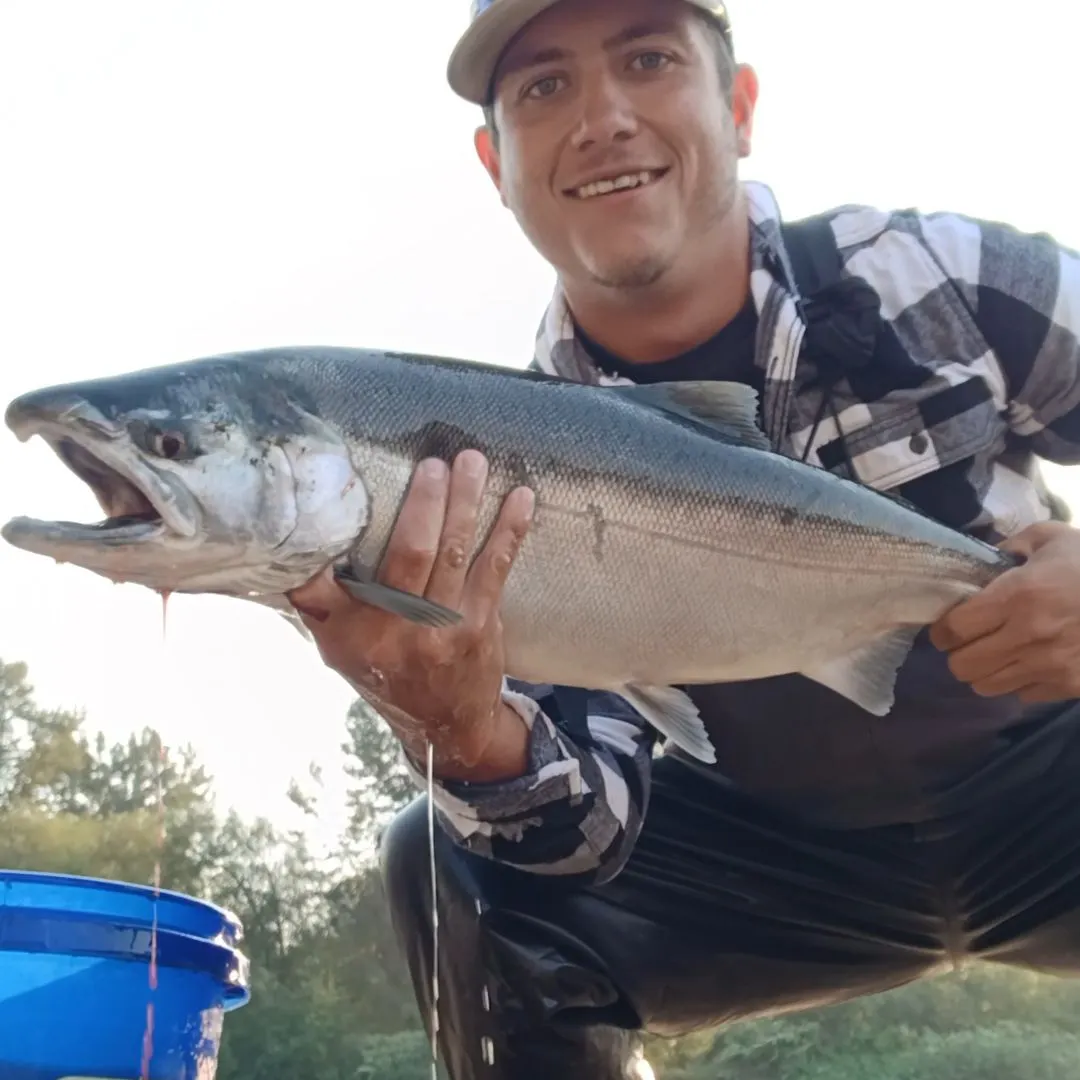ᐅ Bellingham Bay fishing reports🎣• Bellingham, WA (United States) fishing
