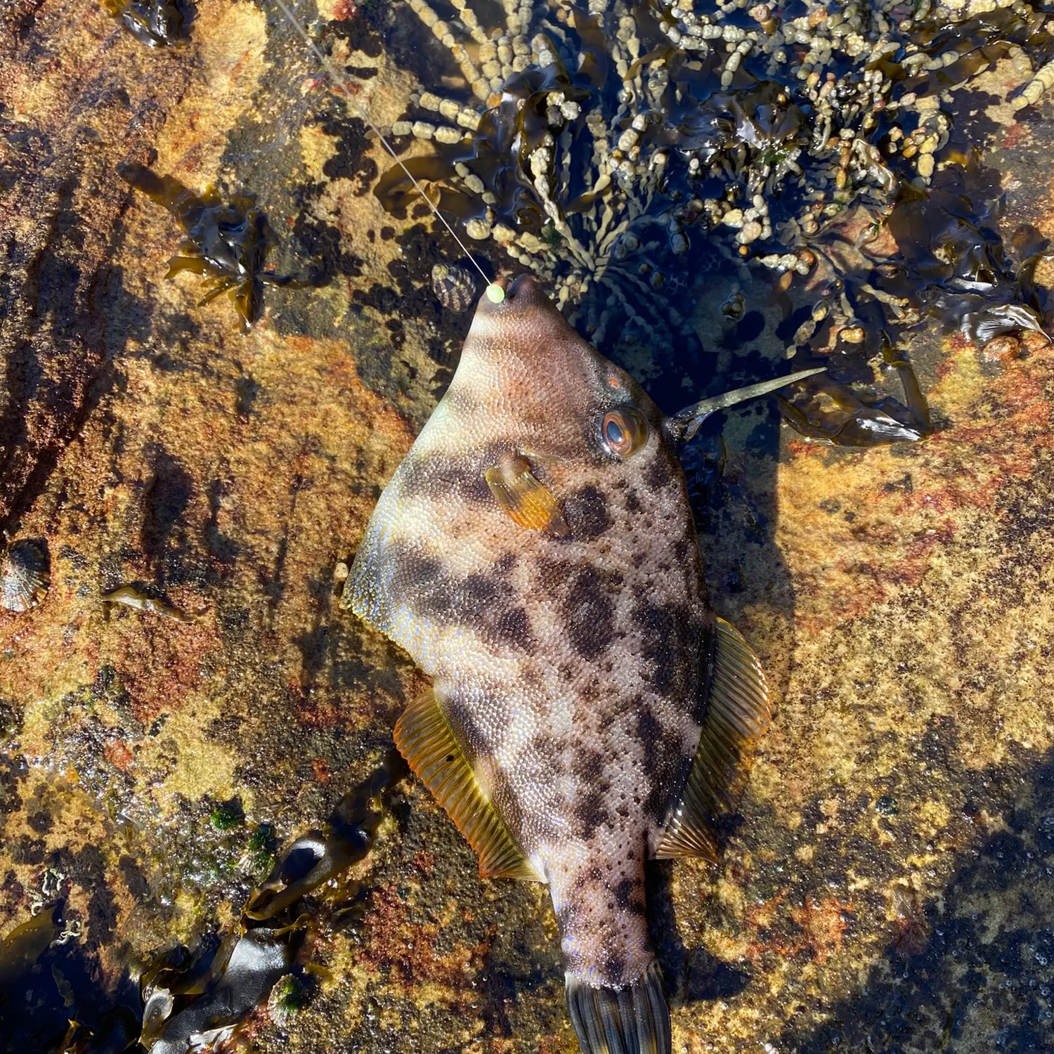 The most recent Black reef leatherjacket catches on Fishbrain