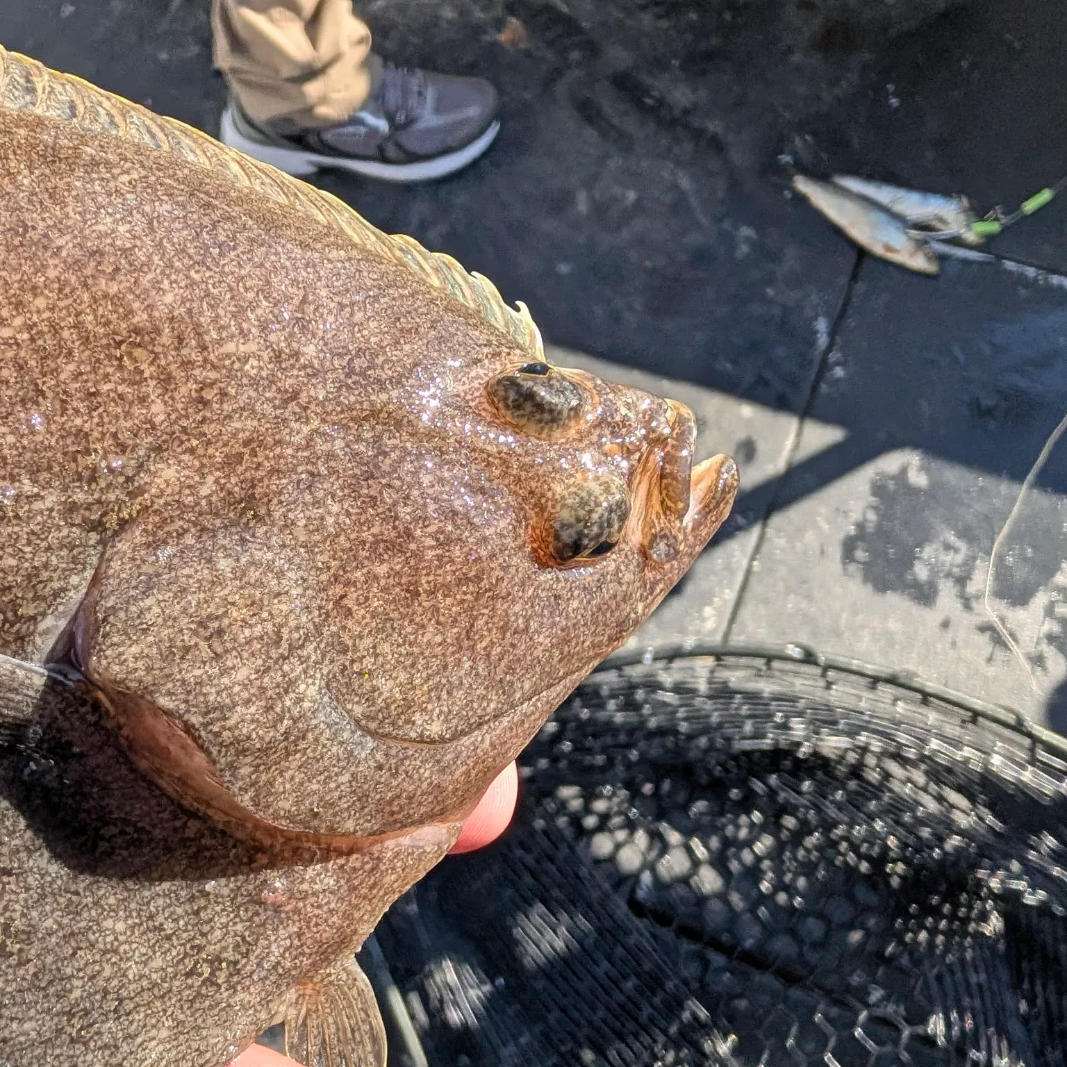 The most recent Yellowfin sole catches on Fishbrain