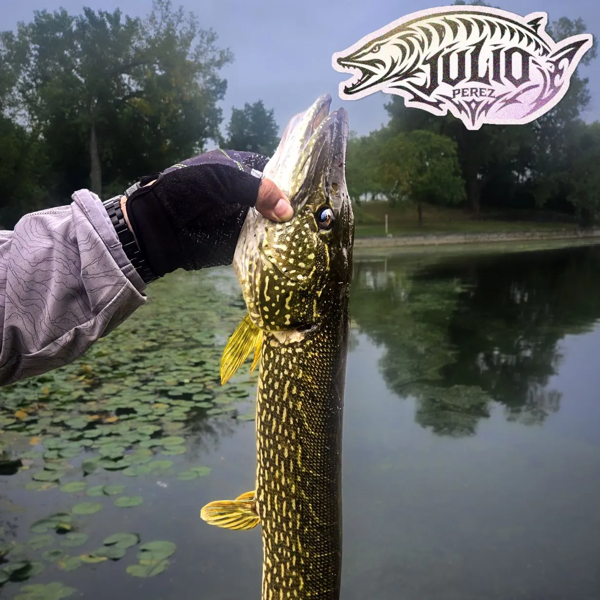 Northern pike caught on Fishbrain