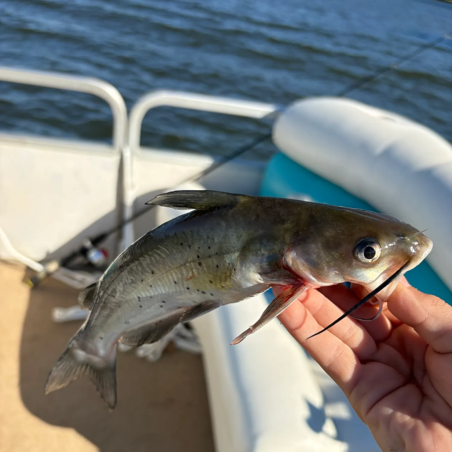 Fish caught on Fishbrain