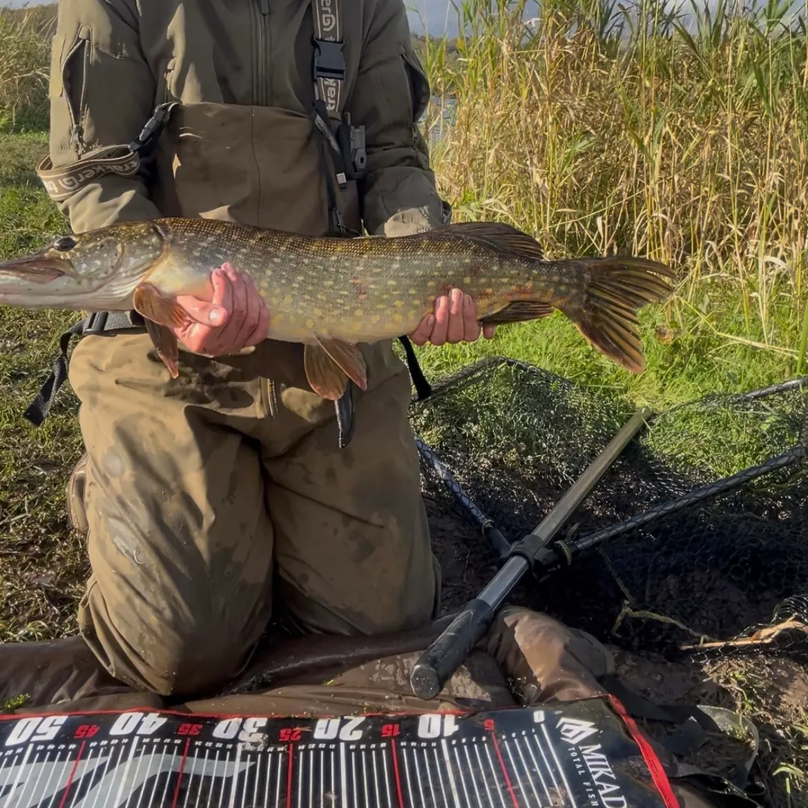 Northern pike caught on Fishbrain