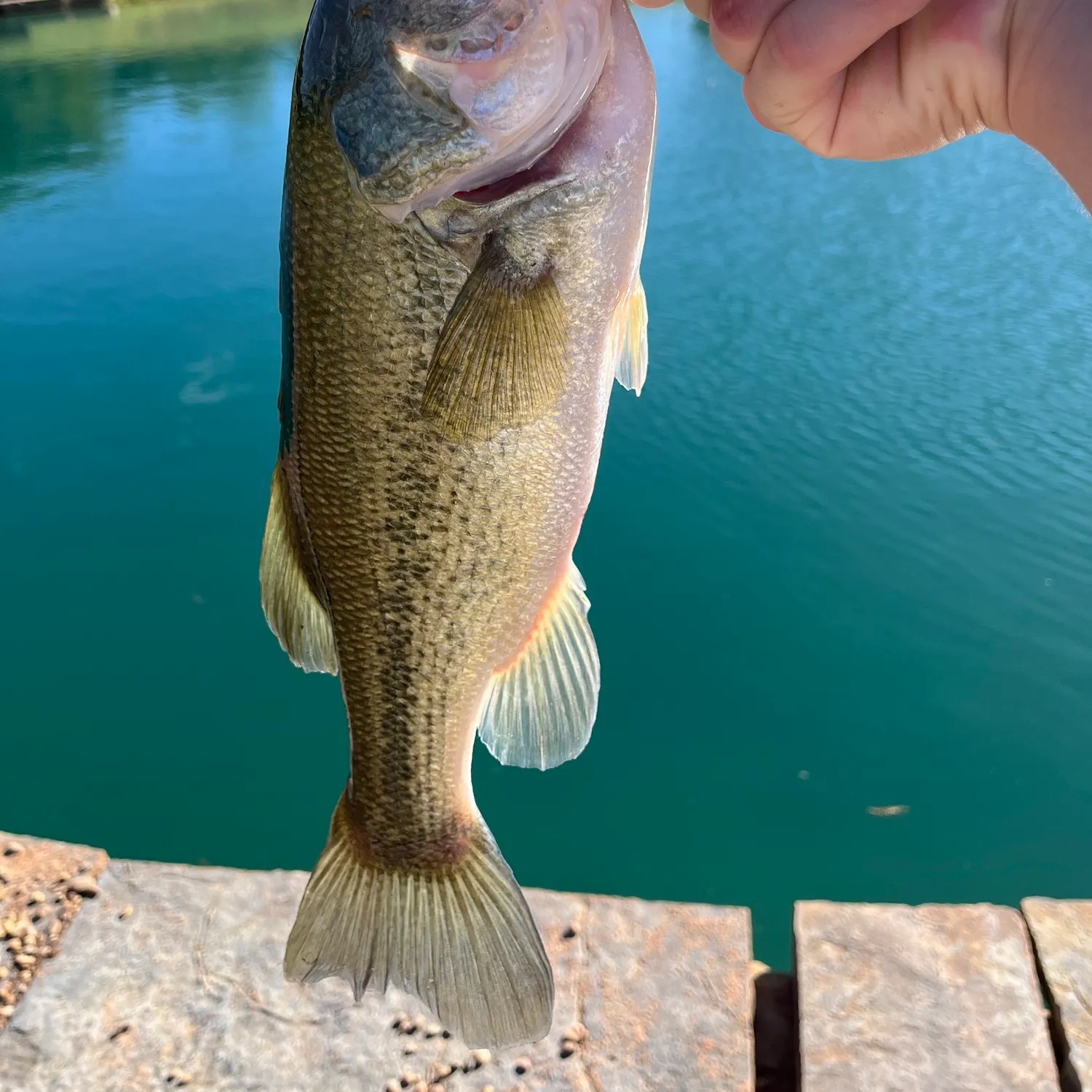 Largemouth bass caught on Fishbrain