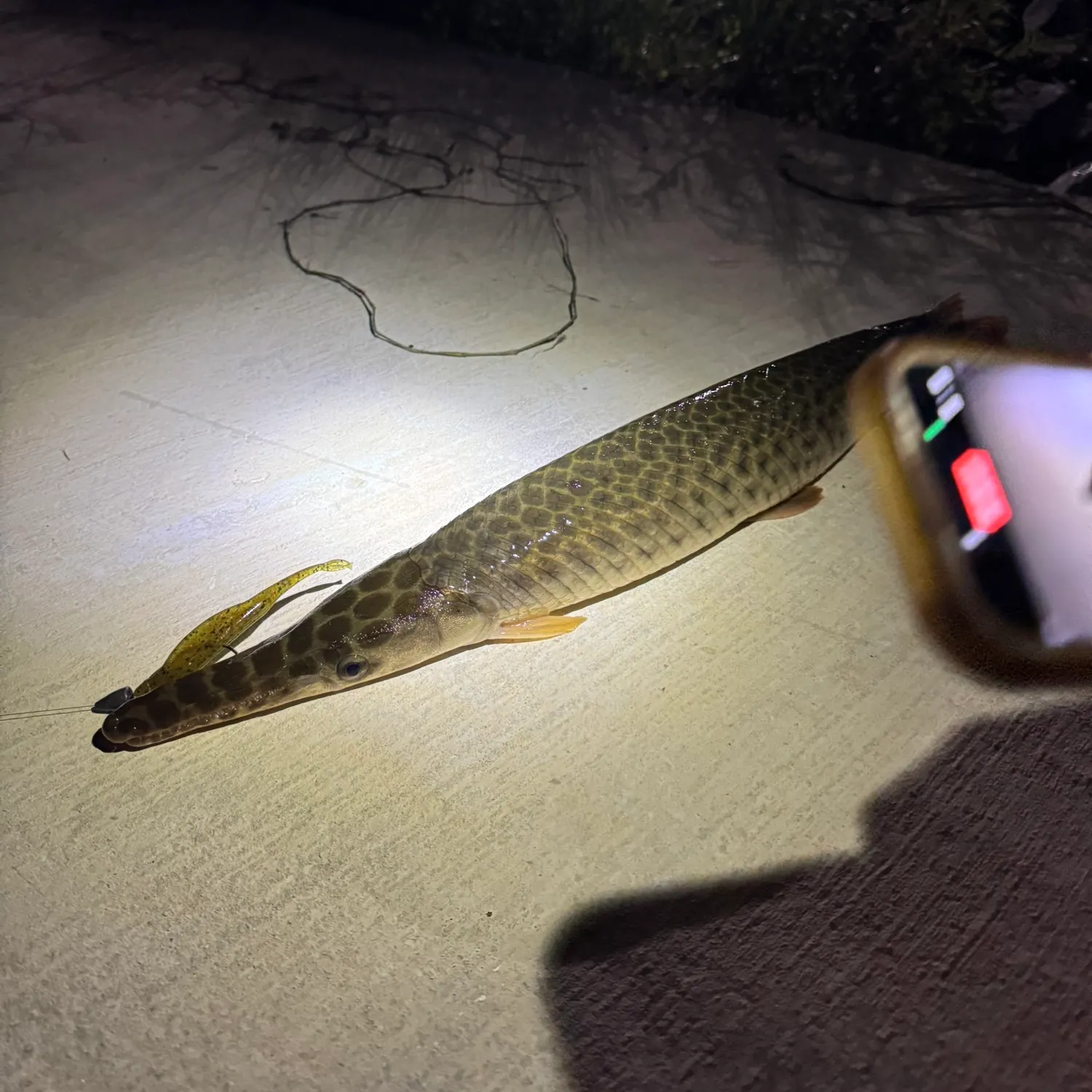 recently logged catches