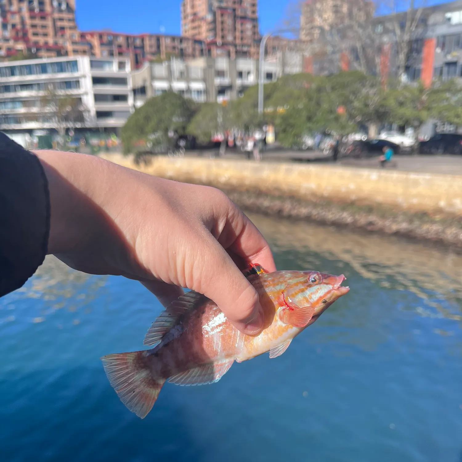 The most recent Patrician wrasse catches on Fishbrain