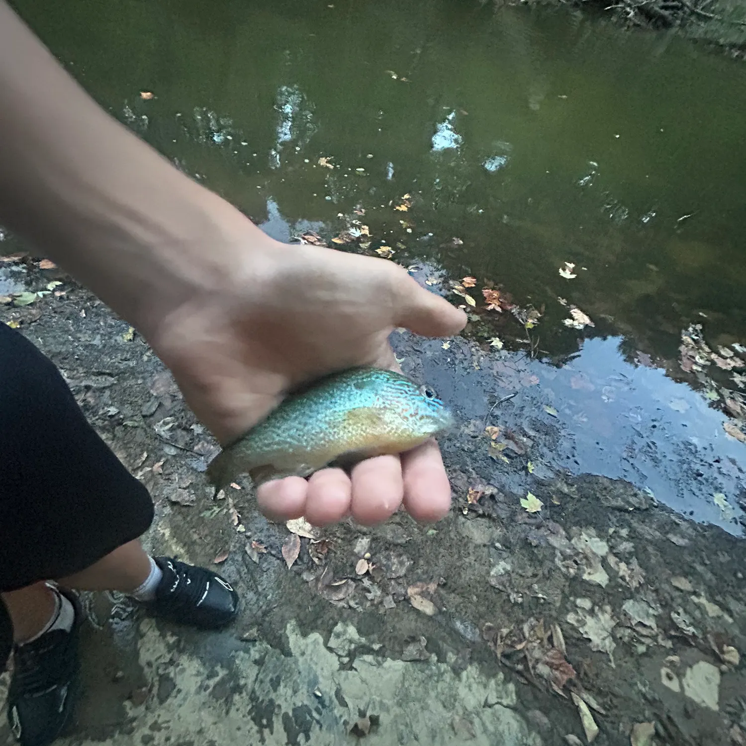 Longear sunfish caught on Fishbrain