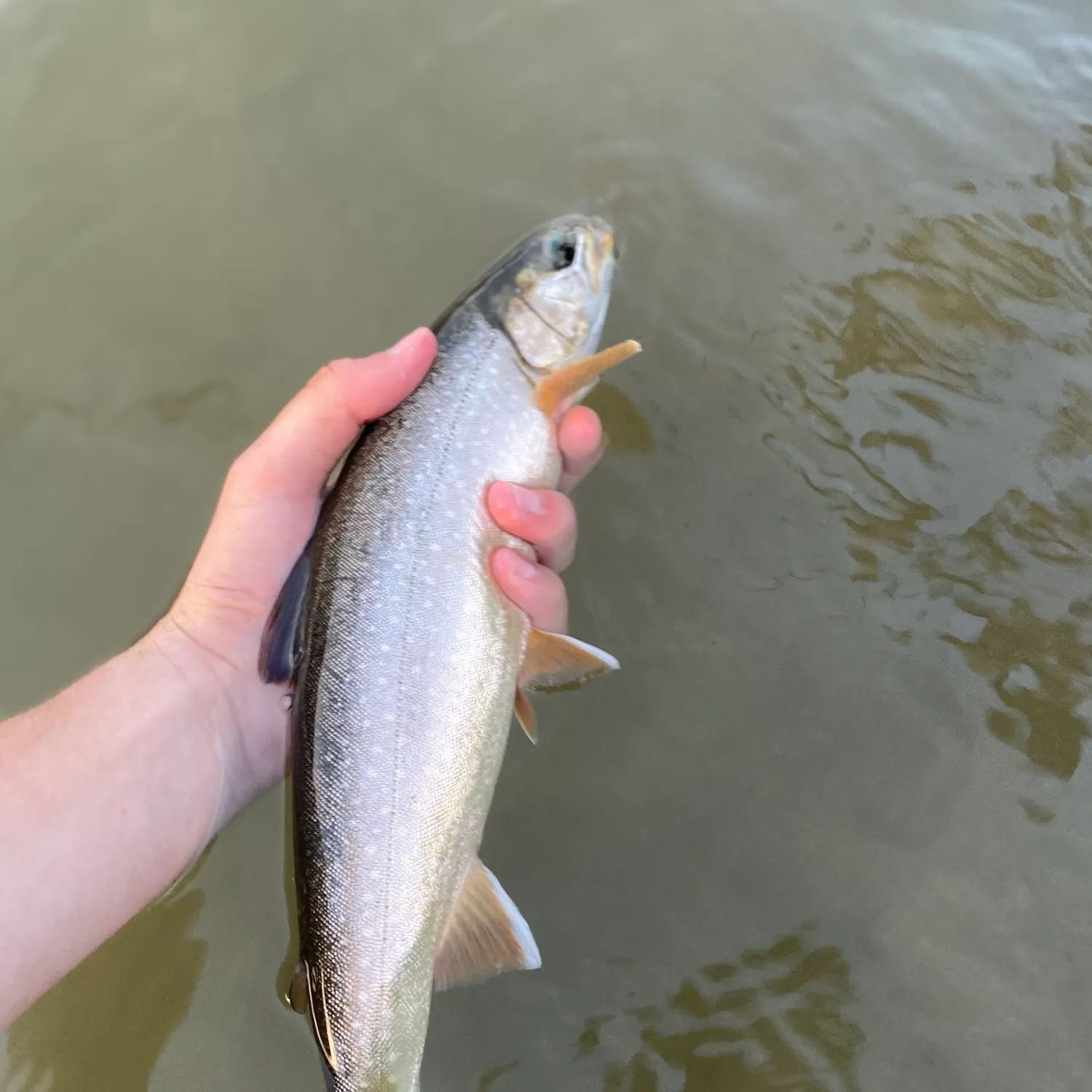 Dolly varden caught on Fishbrain