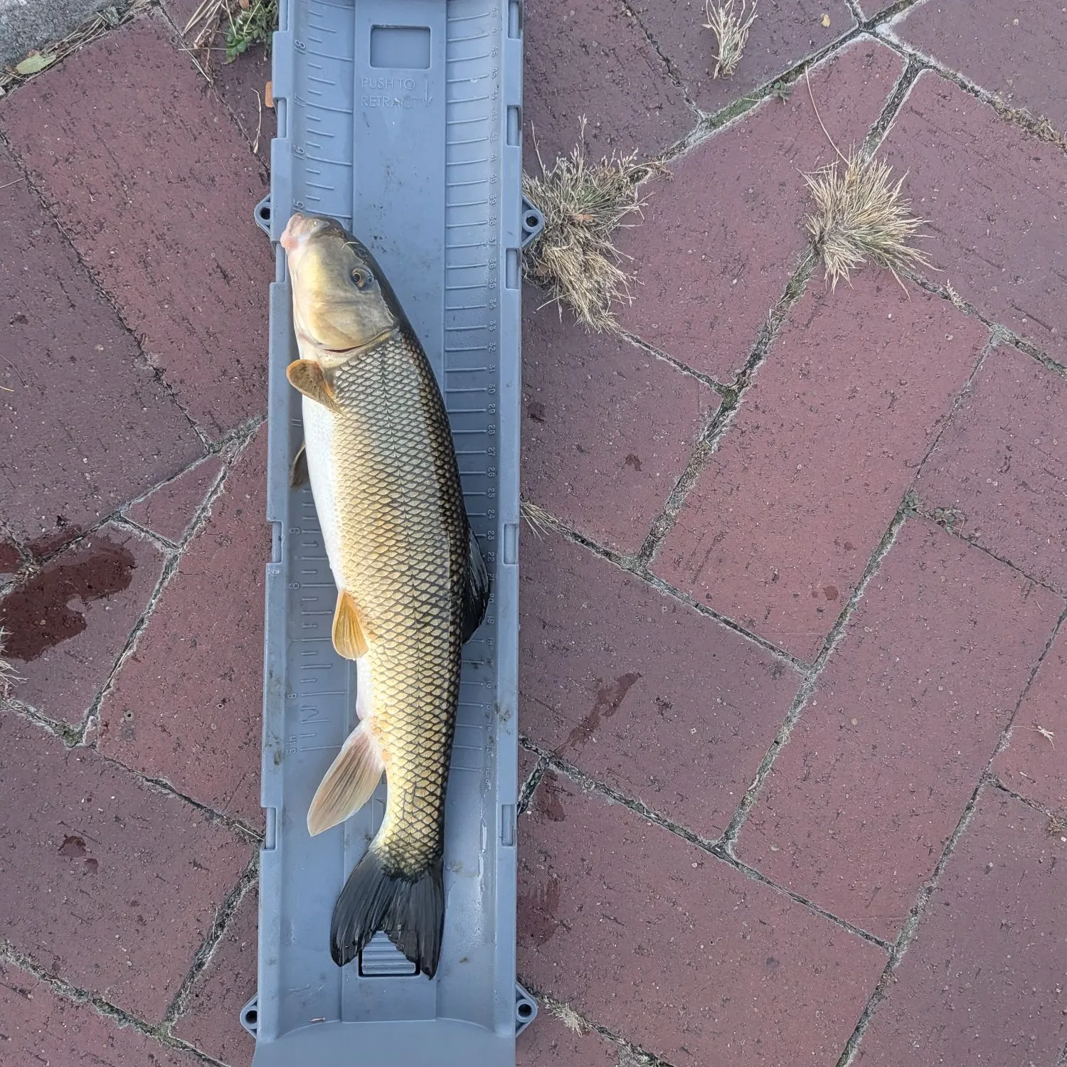 White sucker caught on Fishbrain