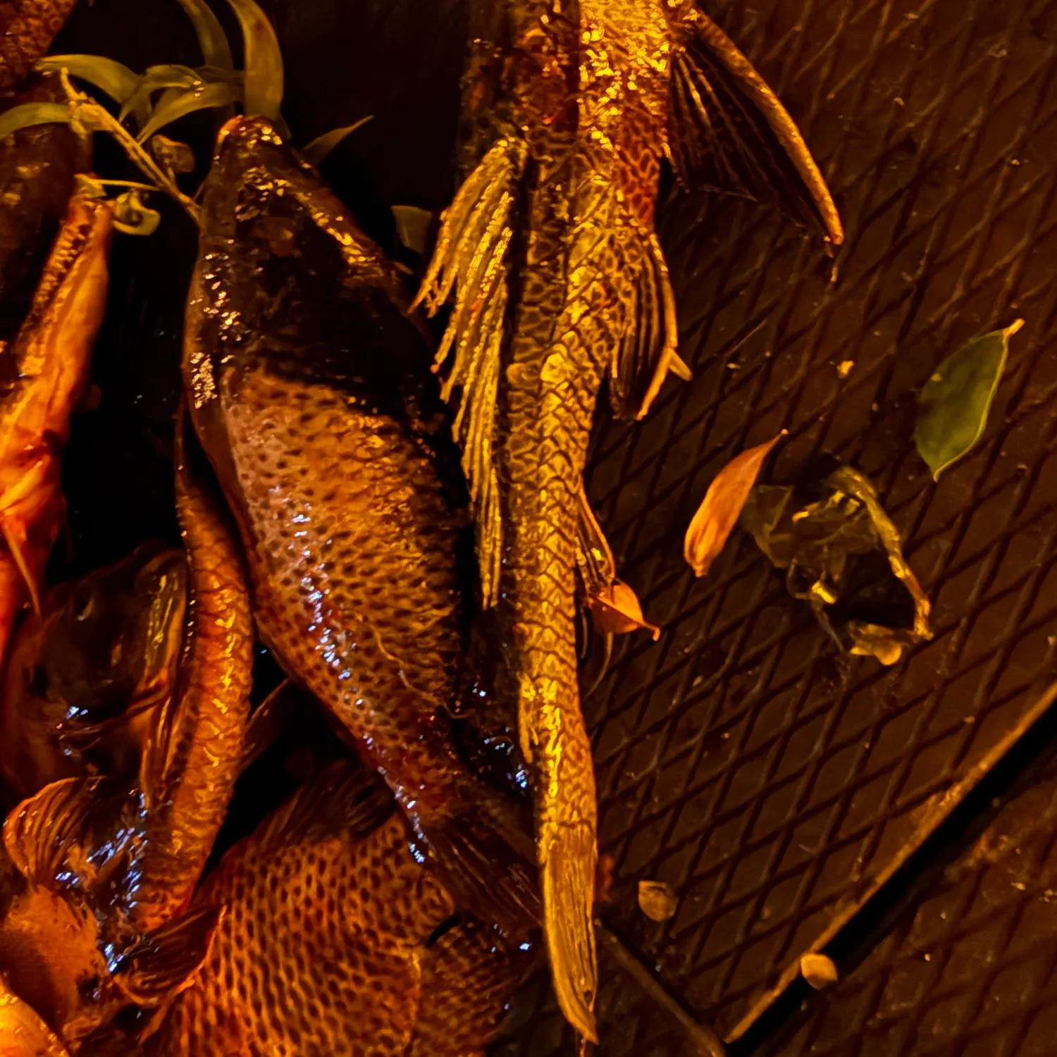 The most recent Suckermouth catfish catches on Fishbrain