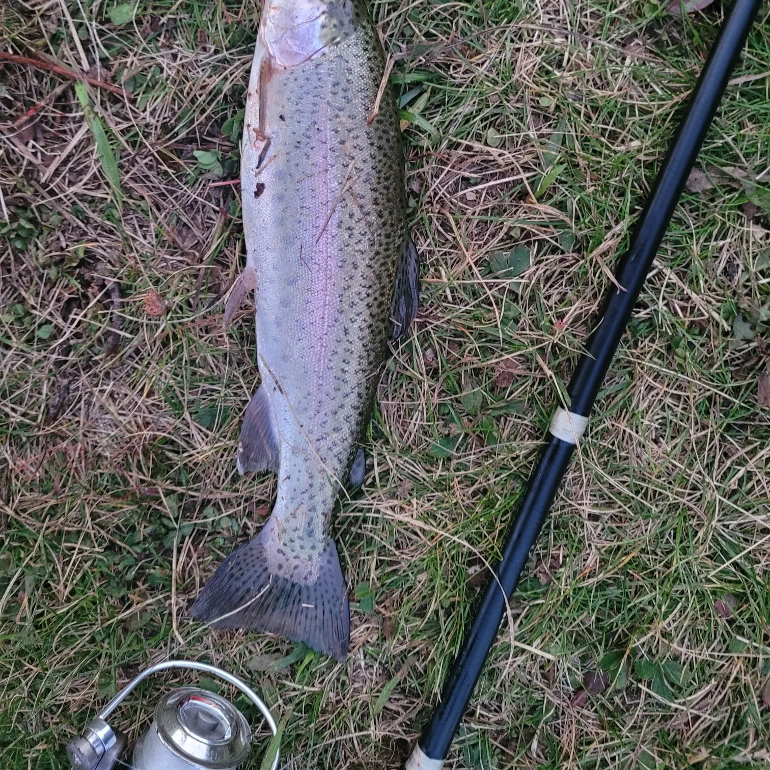 Rainbow trout caught on Fishbrain