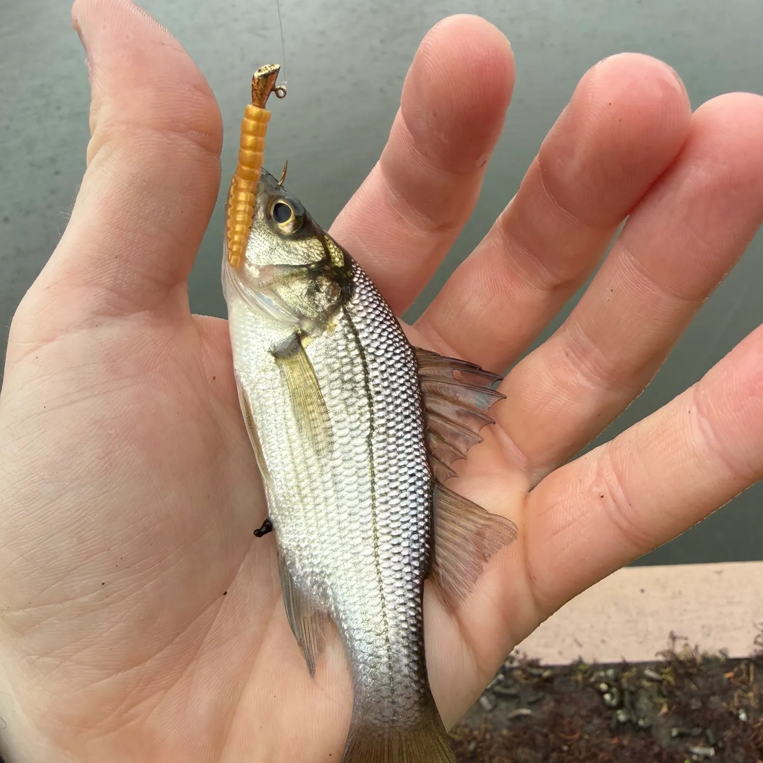 White perch caught on Fishbrain
