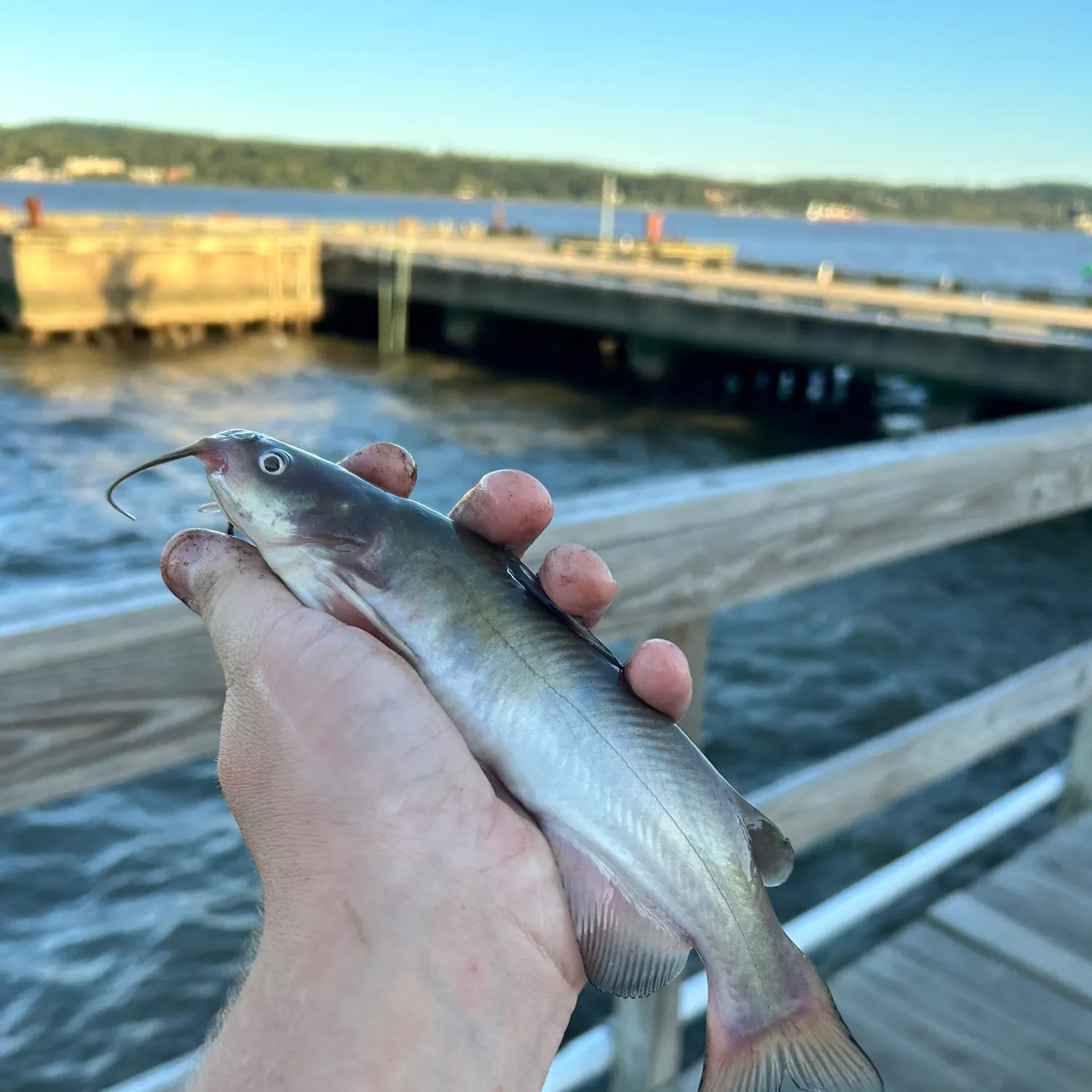 White bullhead caught on Fishbrain