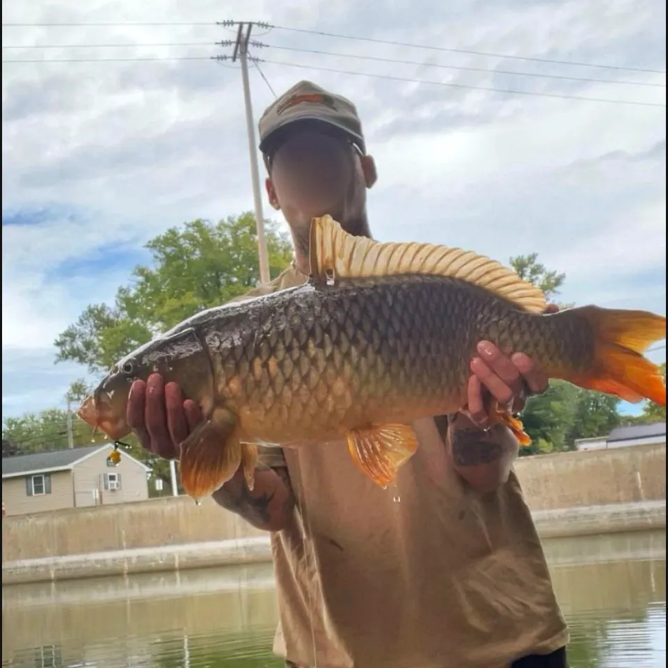 Common carp caught on Fishbrain