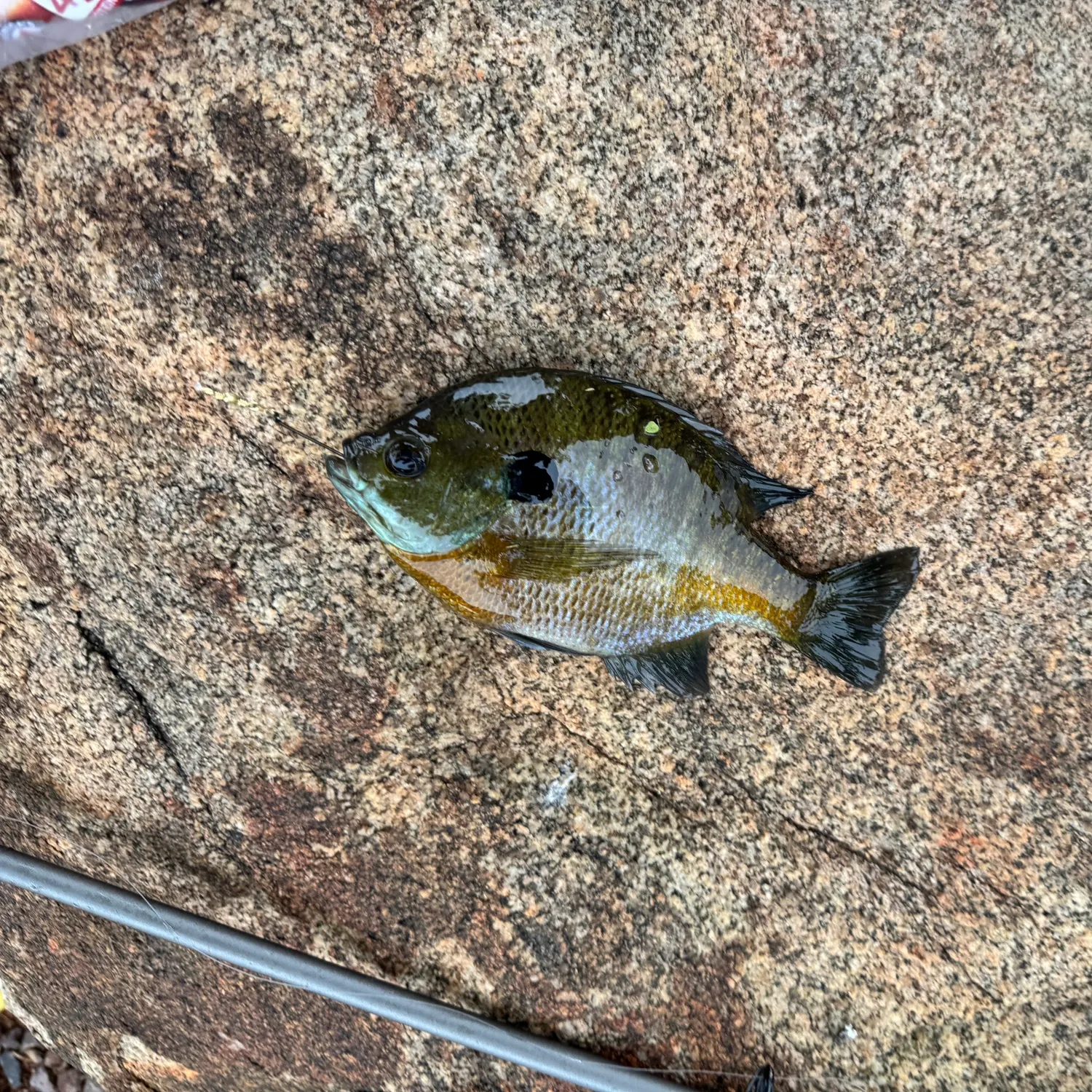 Bluegill caught on Fishbrain