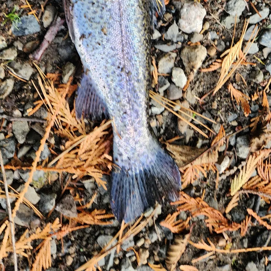 Rainbow trout caught on Fishbrain