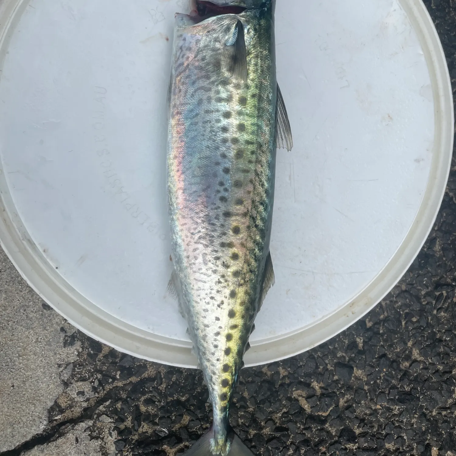 The most recent Narrow-barred Spanish mackerel catches on Fishbrain