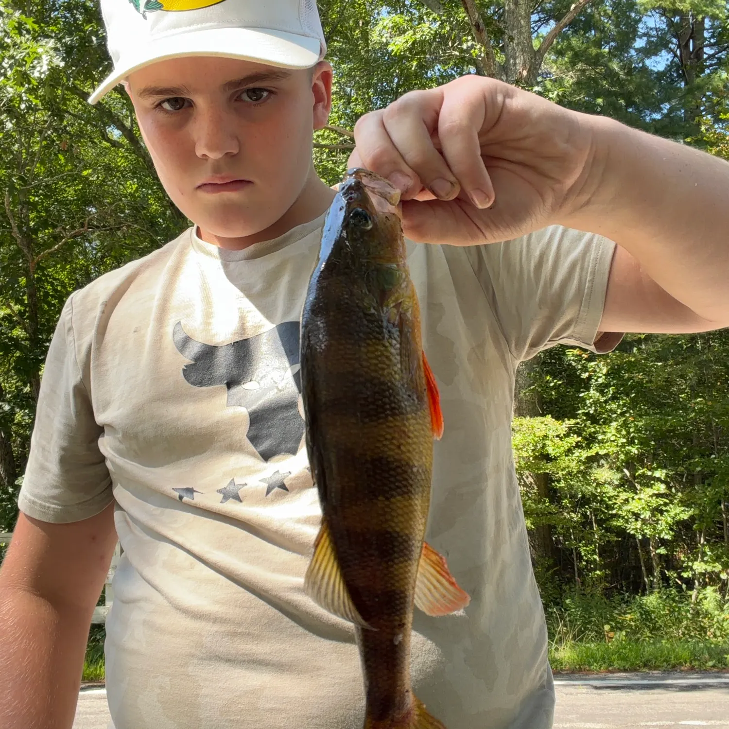 Yellow perch caught on Fishbrain