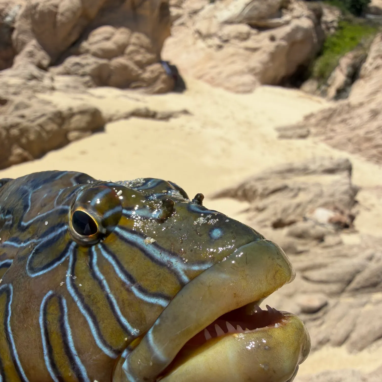 The most recent Giant hawkfish catches on Fishbrain