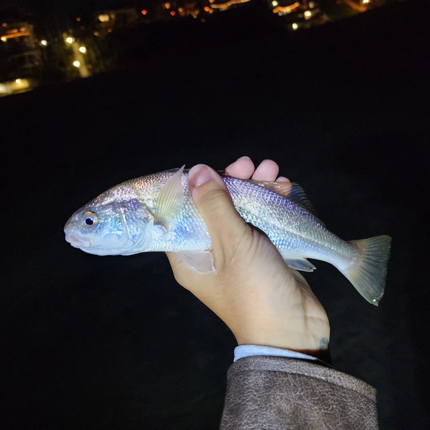 The most recent White croaker catches on Fishbrain