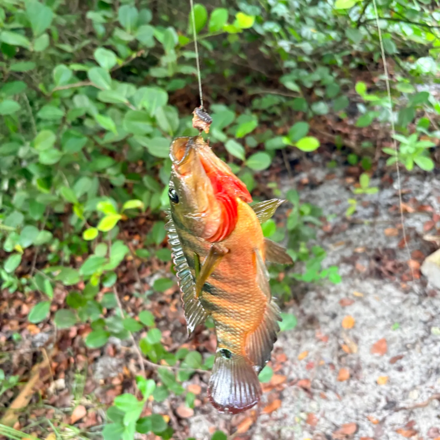 Mayan cichlid caught on Fishbrain