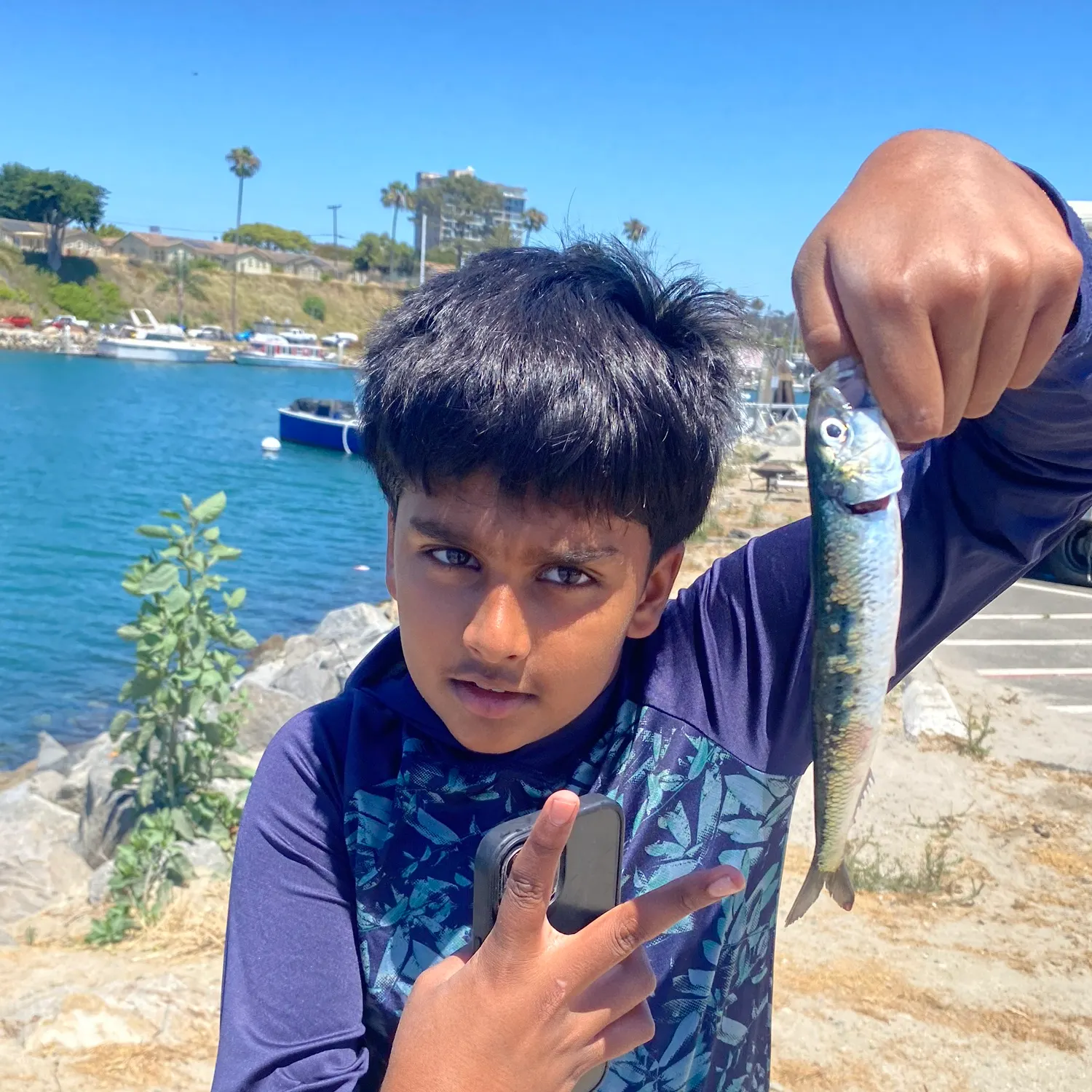 The most recent Pacific sardine catches on Fishbrain