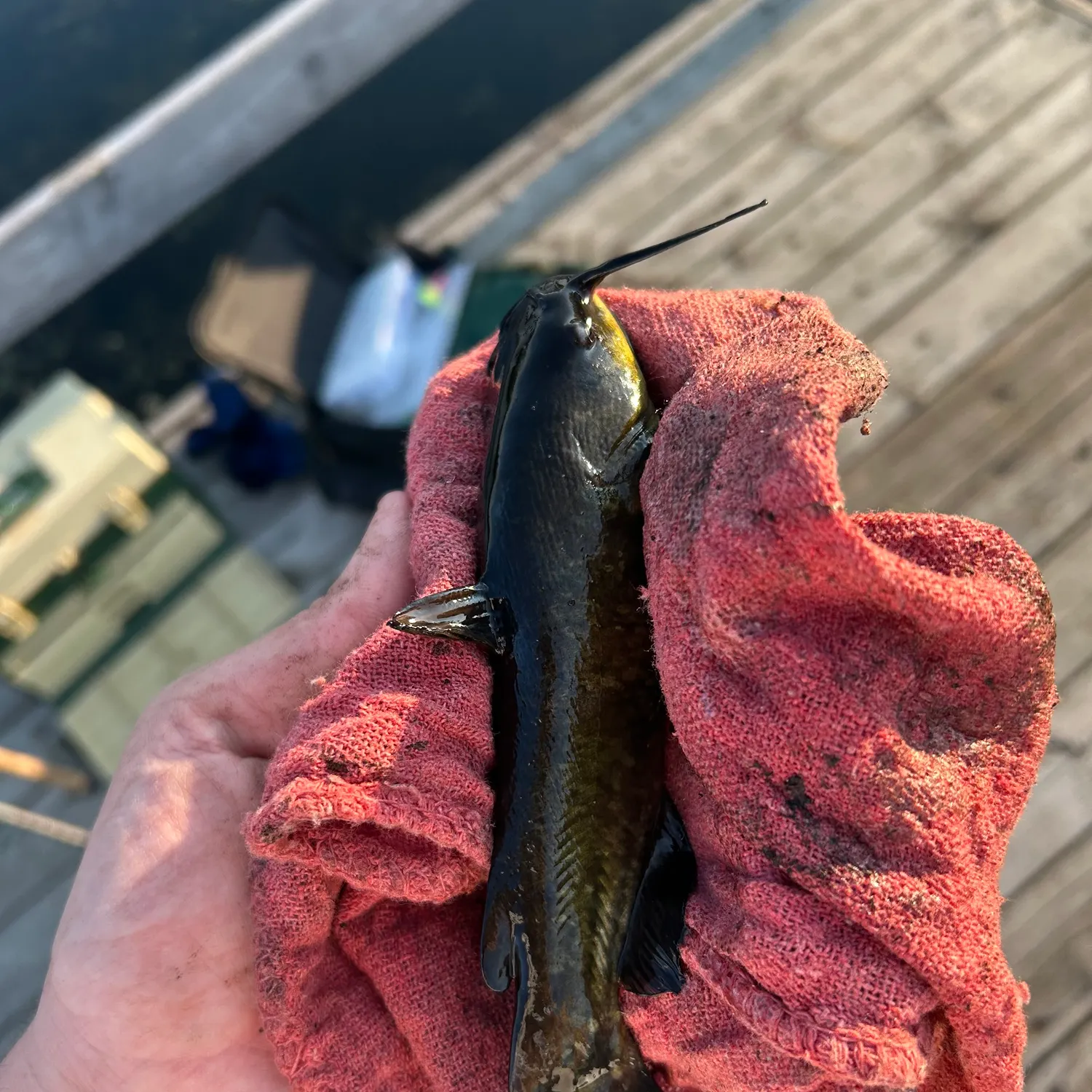 Black bullhead caught on Fishbrain