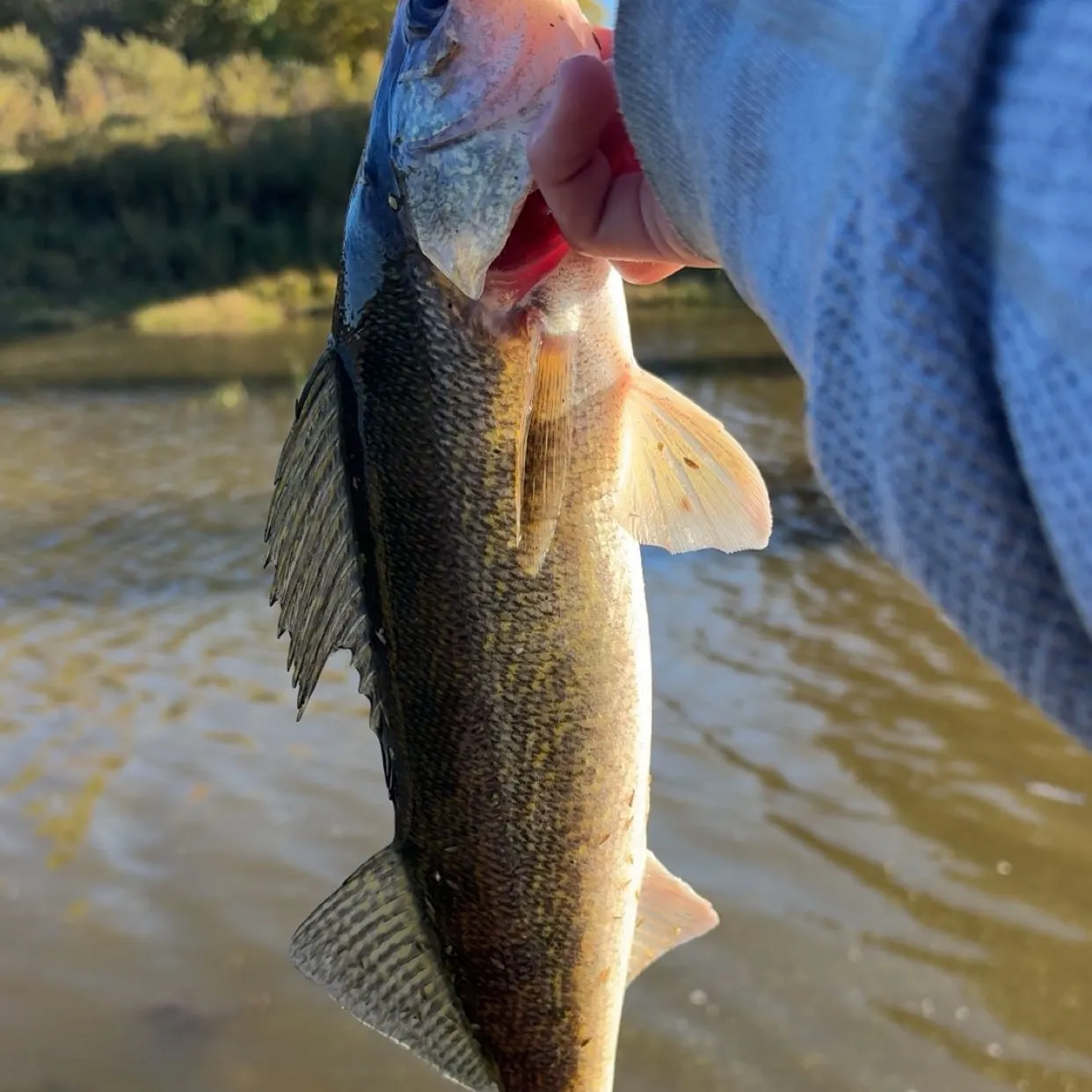 Walleye caught on Fishbrain