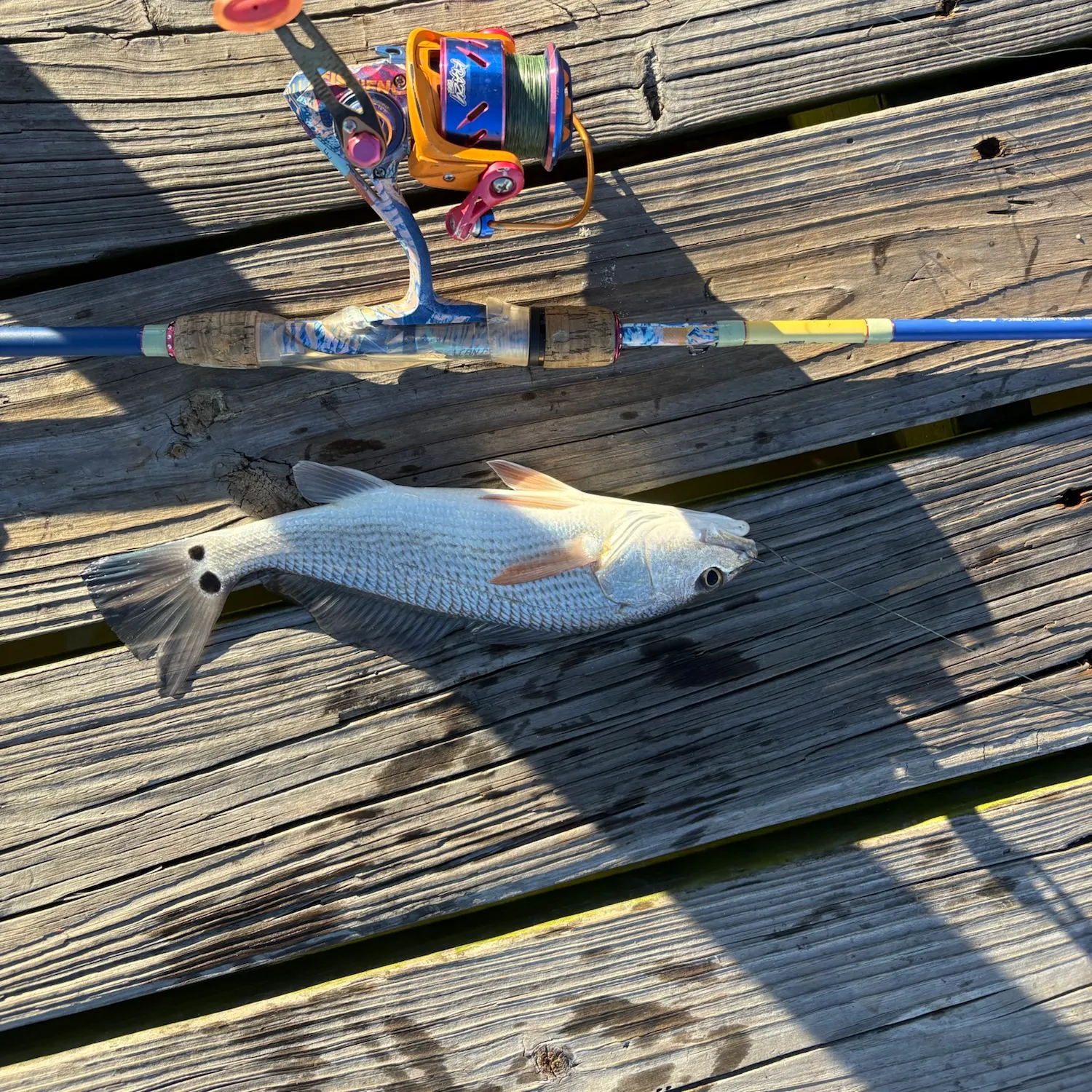Red drum caught on Fishbrain
