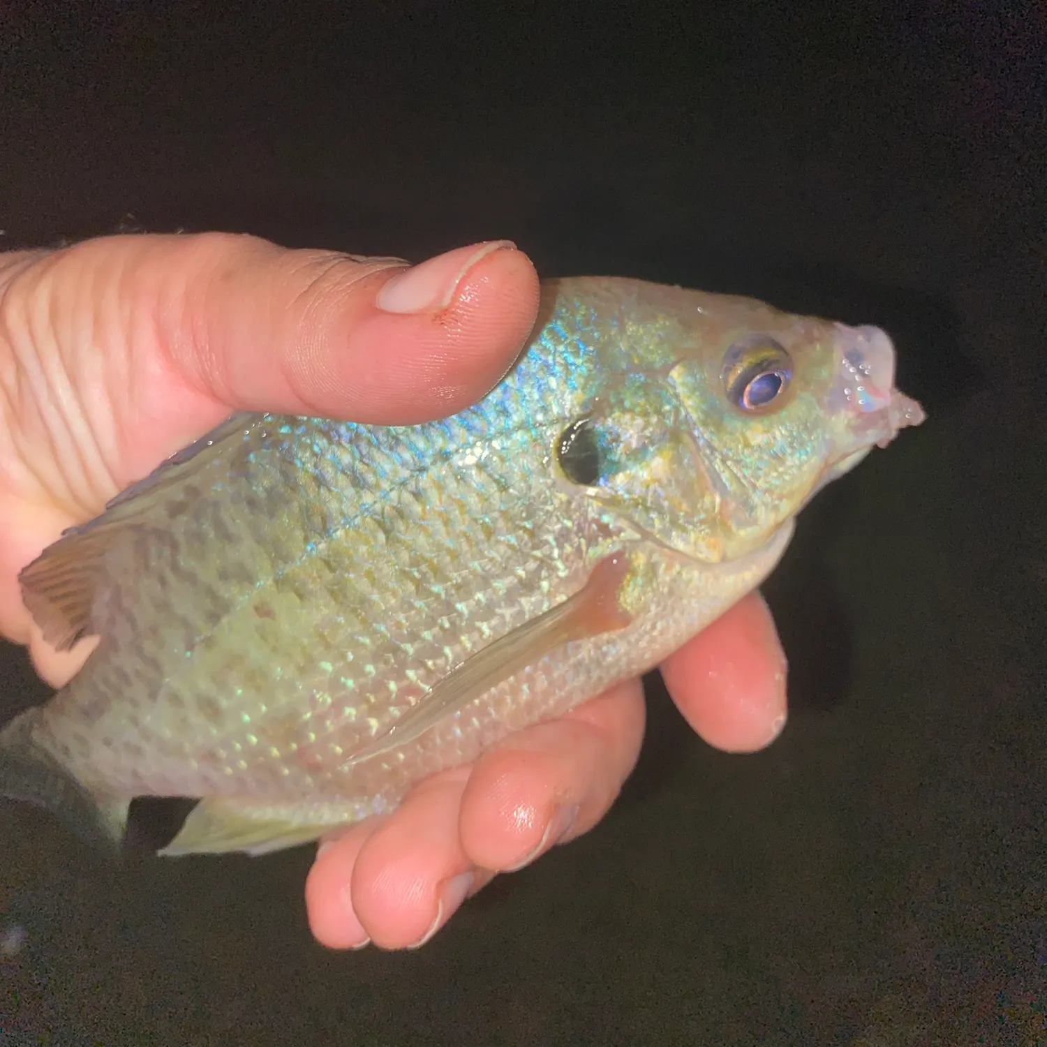 Bluegill caught on Fishbrain