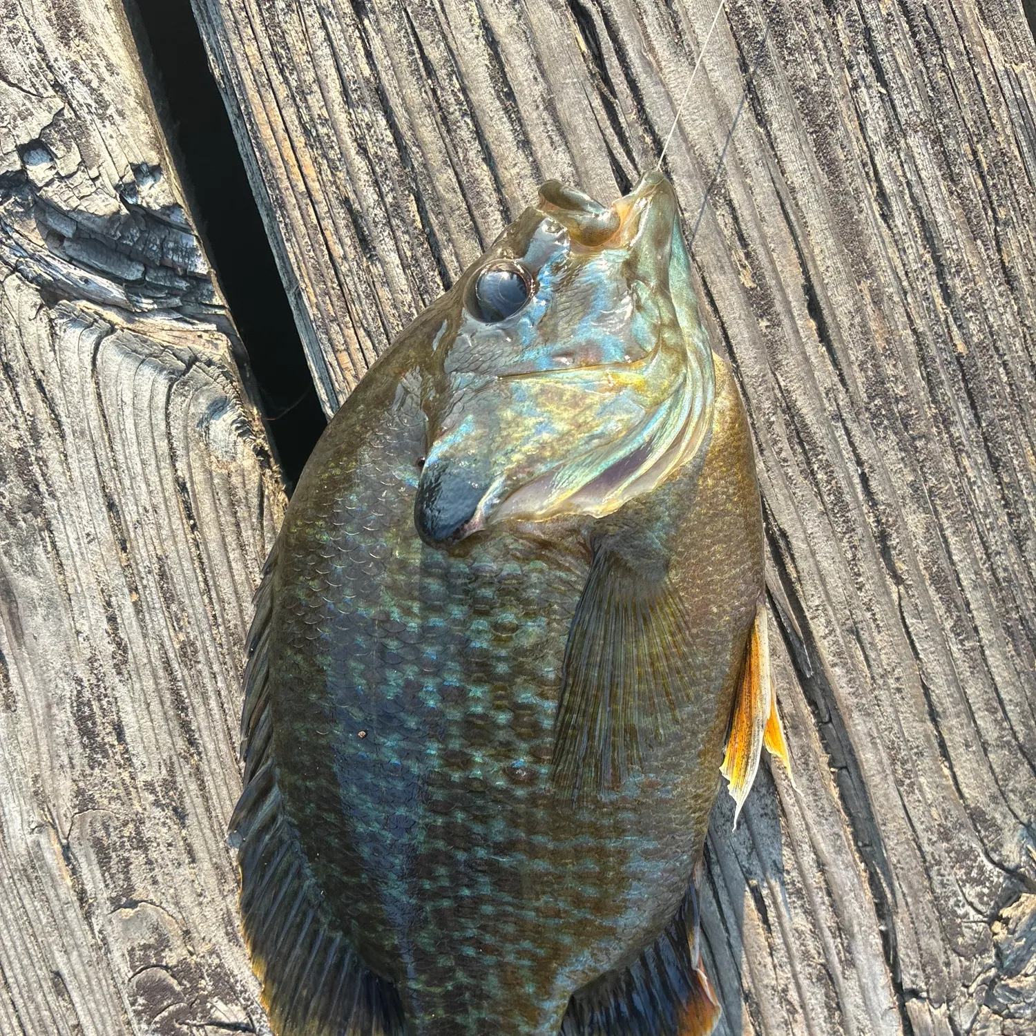 catch