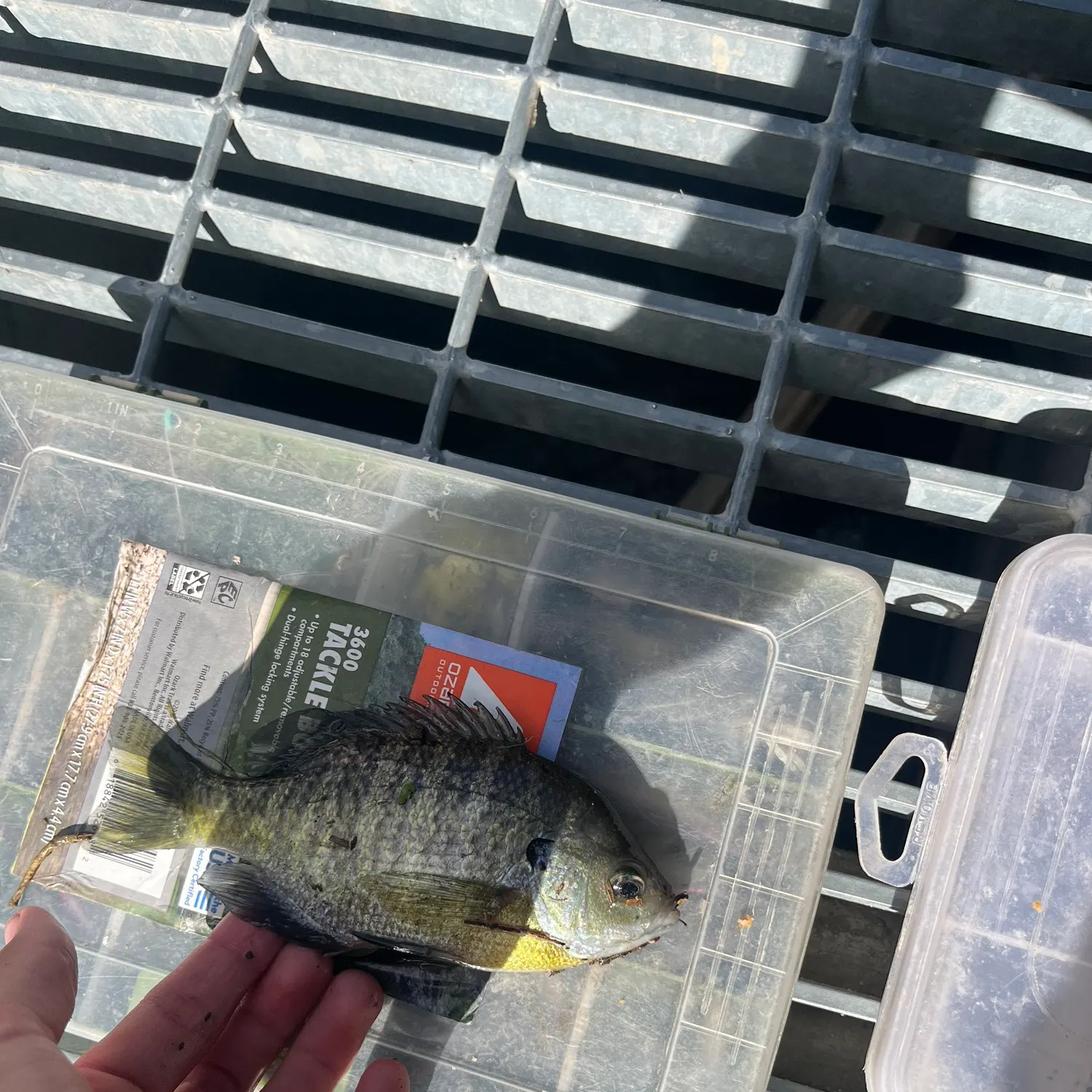 catch