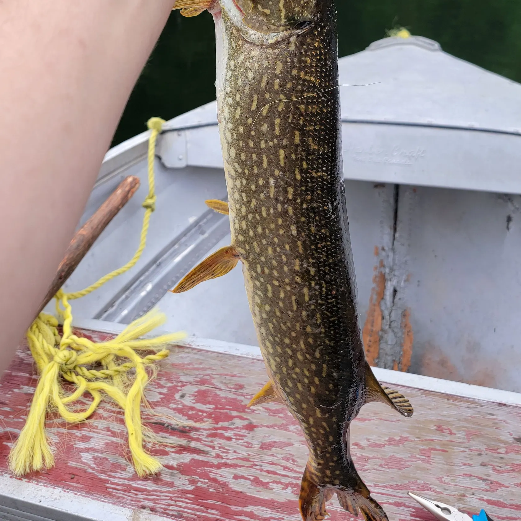 Northern pike caught on Fishbrain