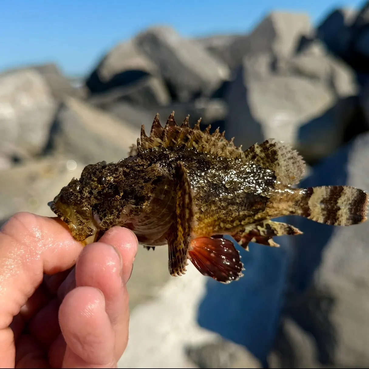 The most recent Spotted scorpionfish catches on Fishbrain