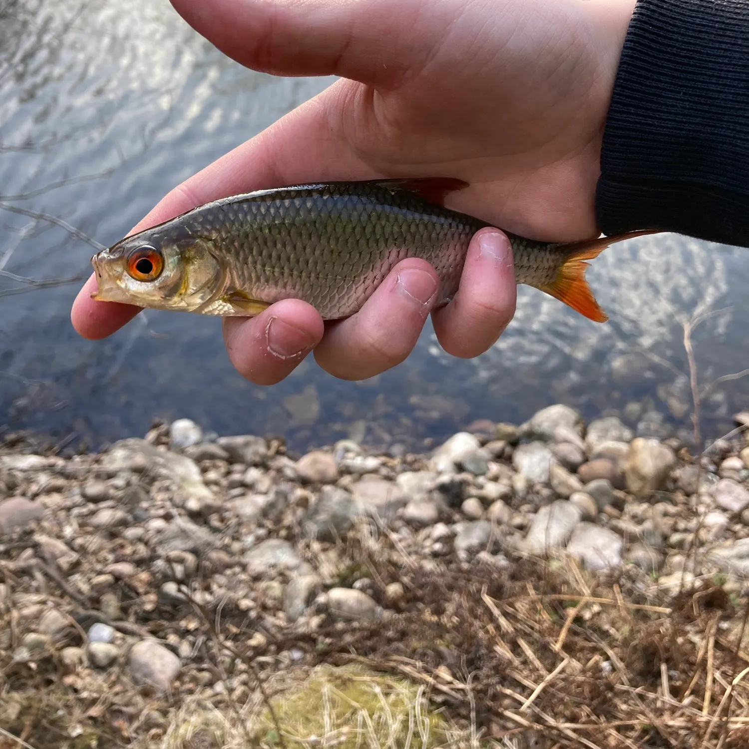 The most recent Common rudd catches on Fishbrain