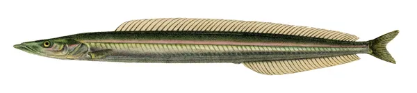 Baitfish