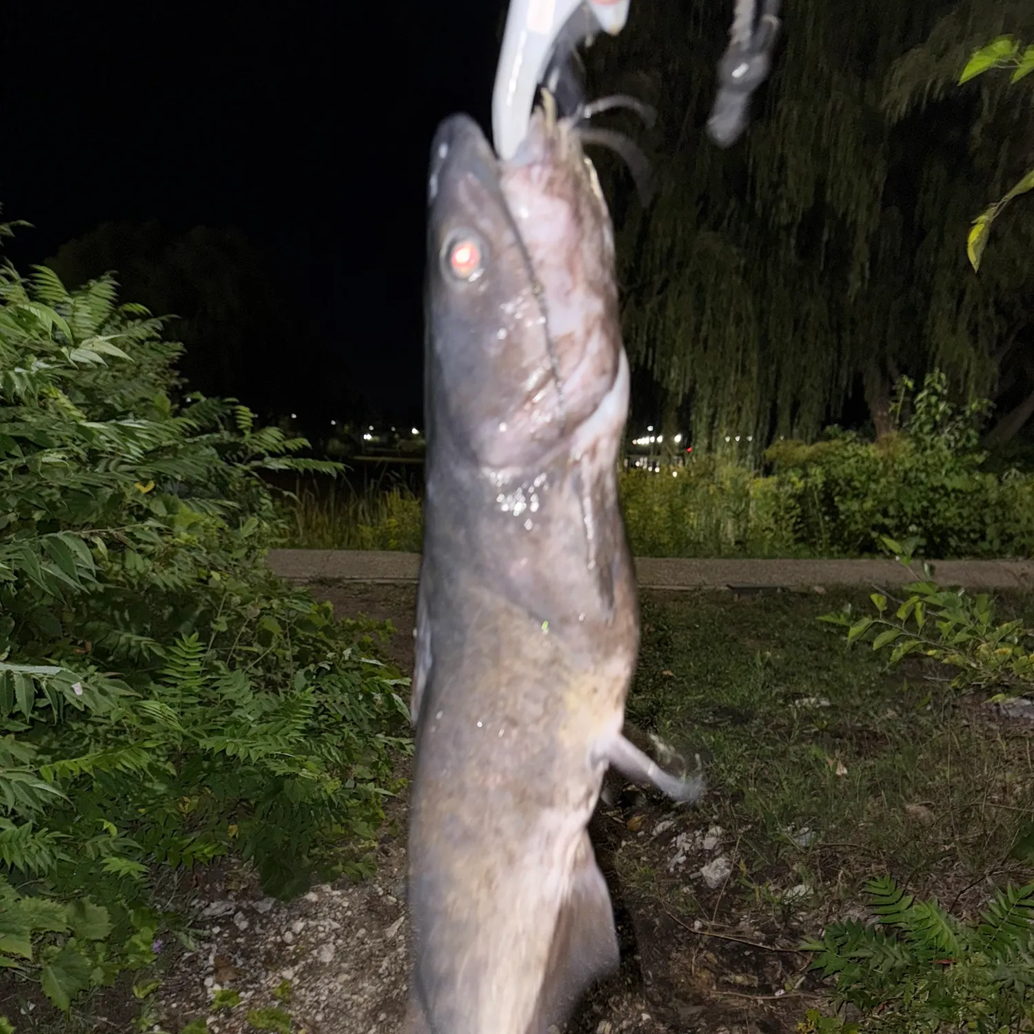 Channel catfish caught on Fishbrain