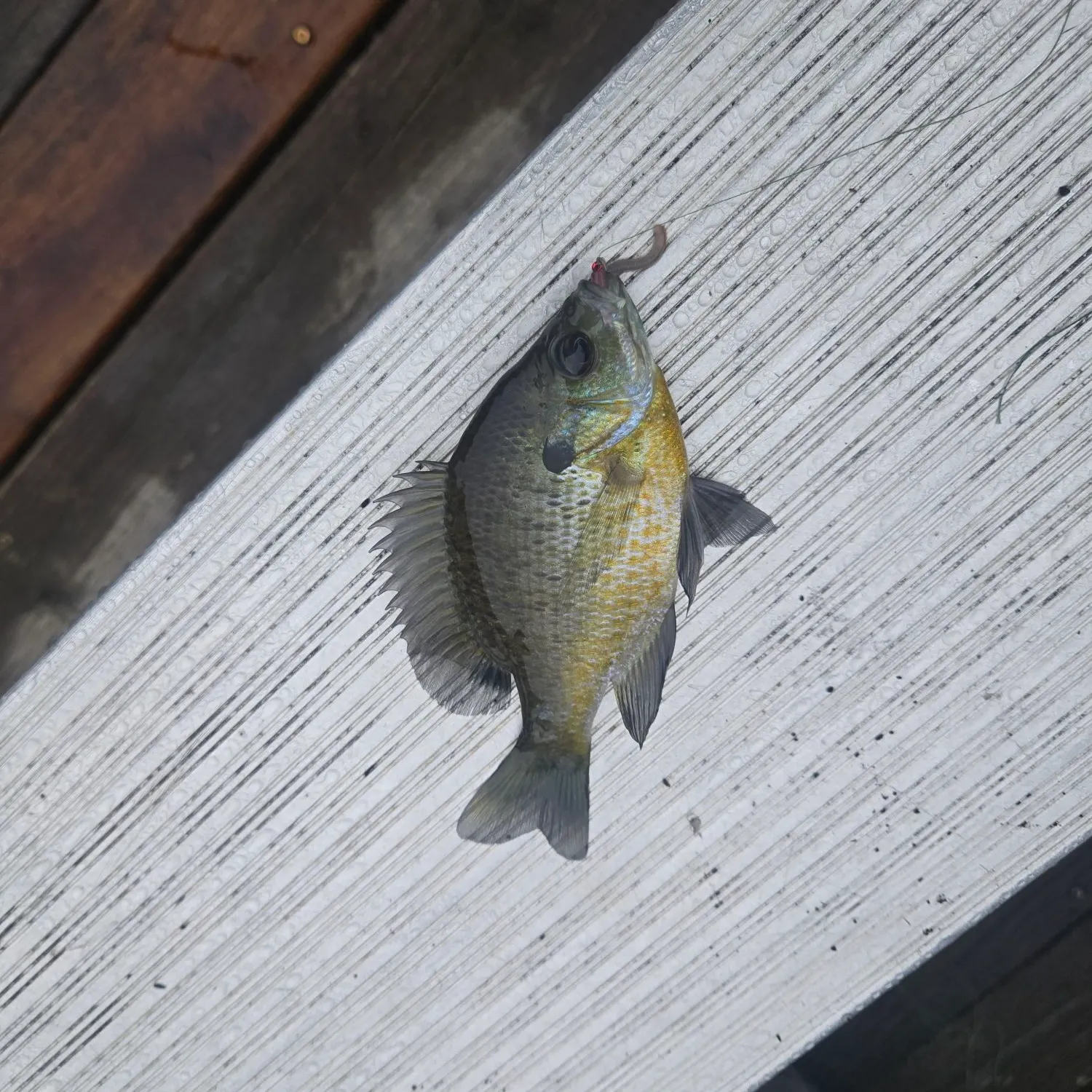 Bluegill caught on Fishbrain