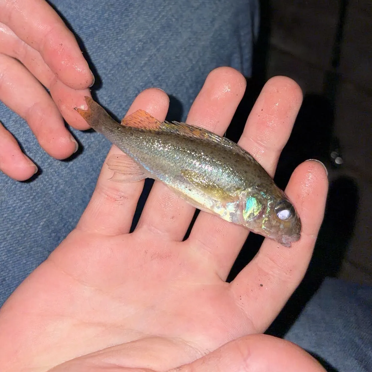 The most recent Eurasian ruffe catches on Fishbrain