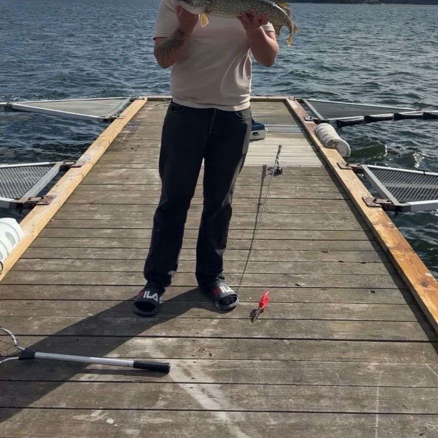 Northern pike caught on Fishbrain