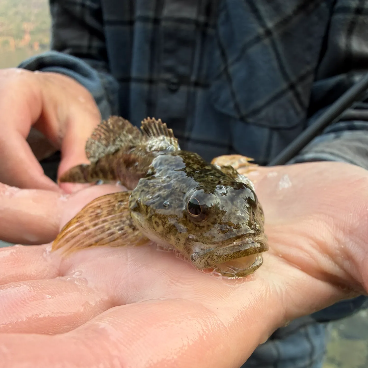Slimy sculpin caught on Fishbrain