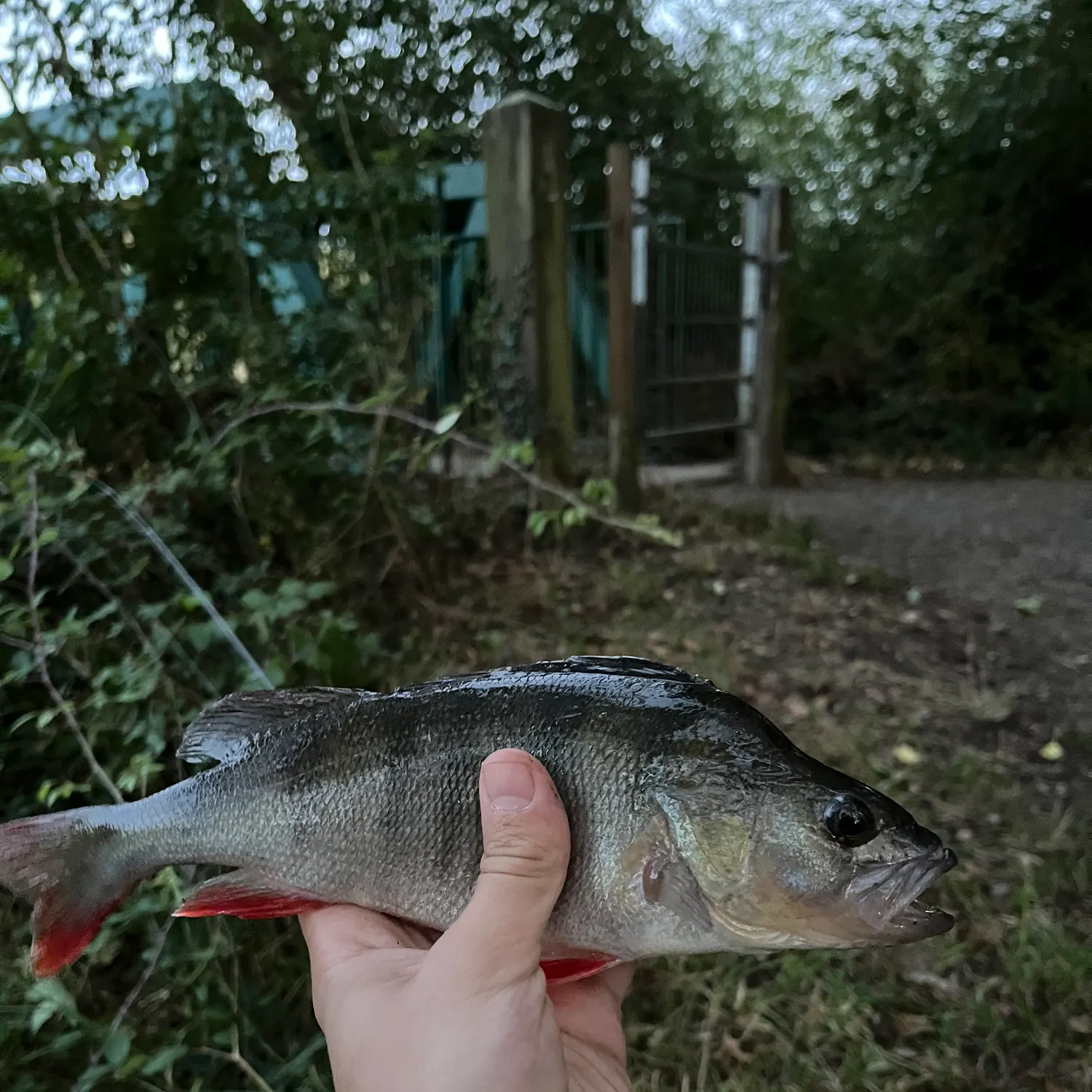 European perch caught on Fishbrain