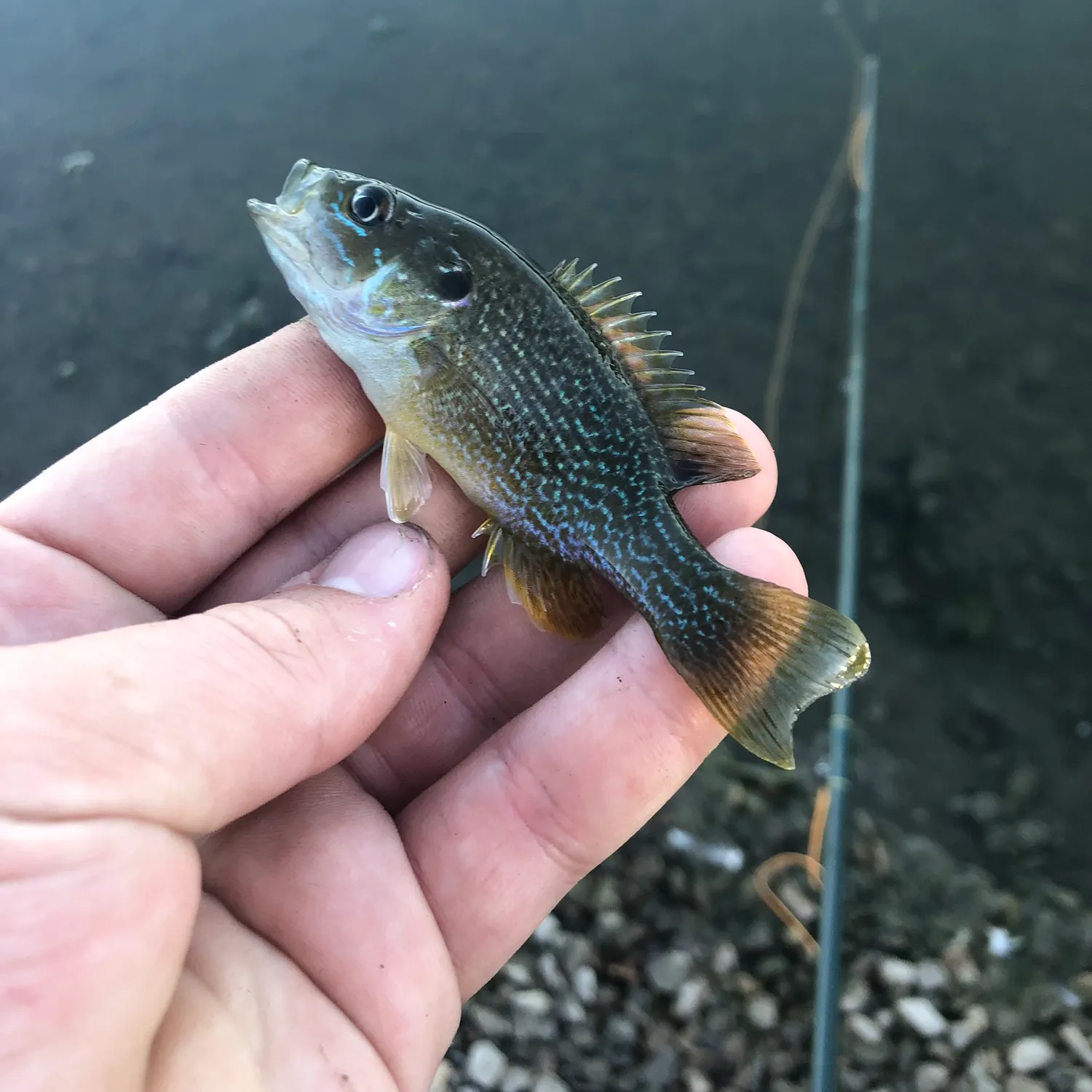 Green sunfish caught on Fishbrain
