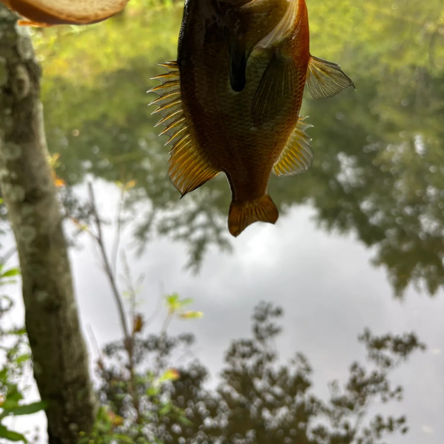 Redbreast sunfish caught on Fishbrain