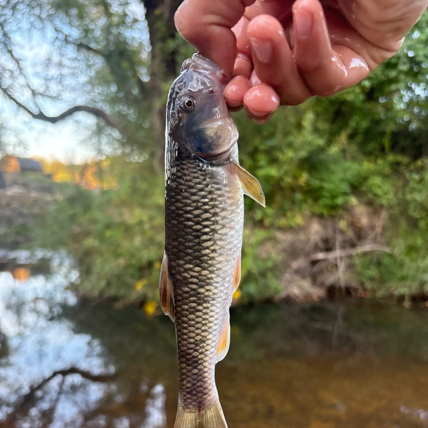 The most recent Bull chub catches on Fishbrain